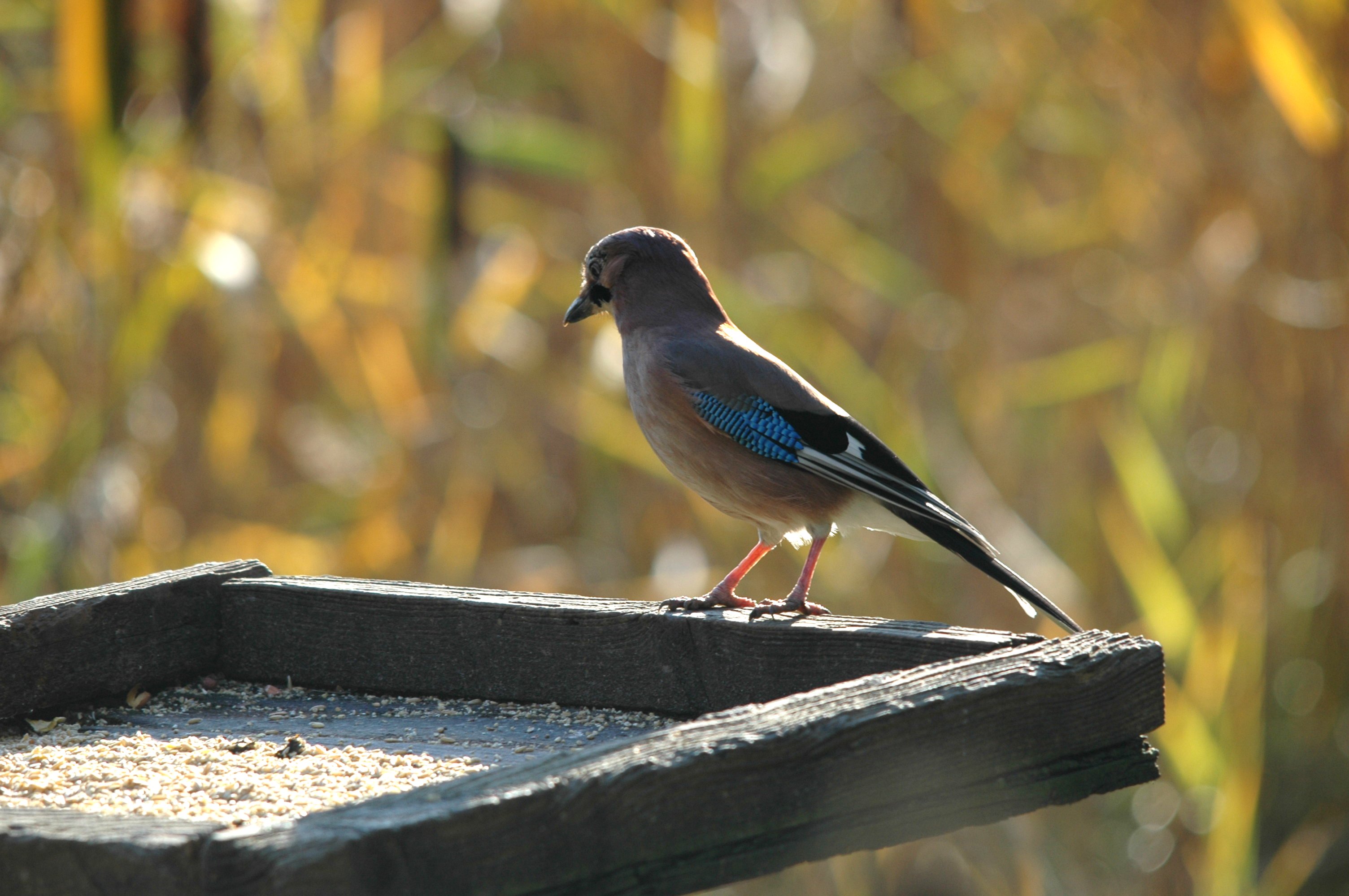 photos/wildlife/Bird_Species/184-Crows-Jays-Magpies/8339-Eurasian_Jay/Dsc_4145.jpg
