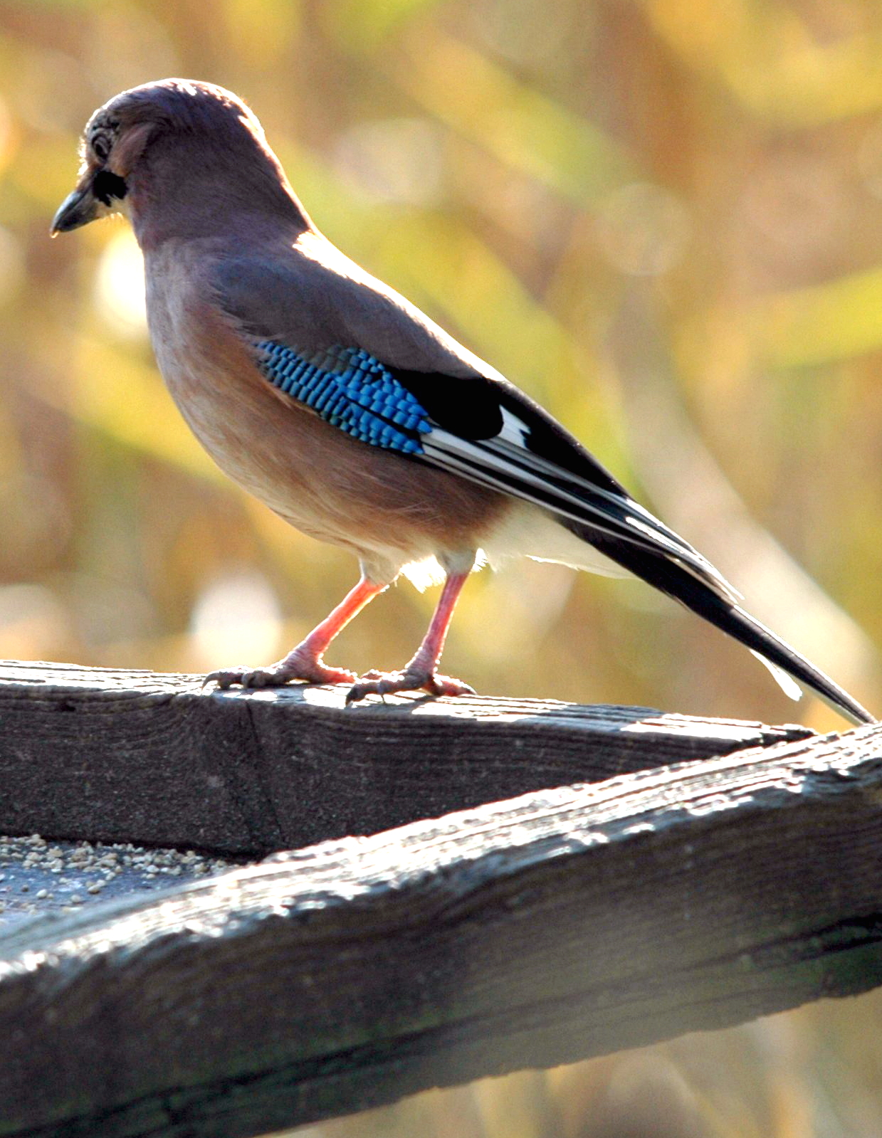 photos/wildlife/Bird_Species/184-Crows-Jays-Magpies/8339-Eurasian_Jay/Dsc_4145_sm.jpeg