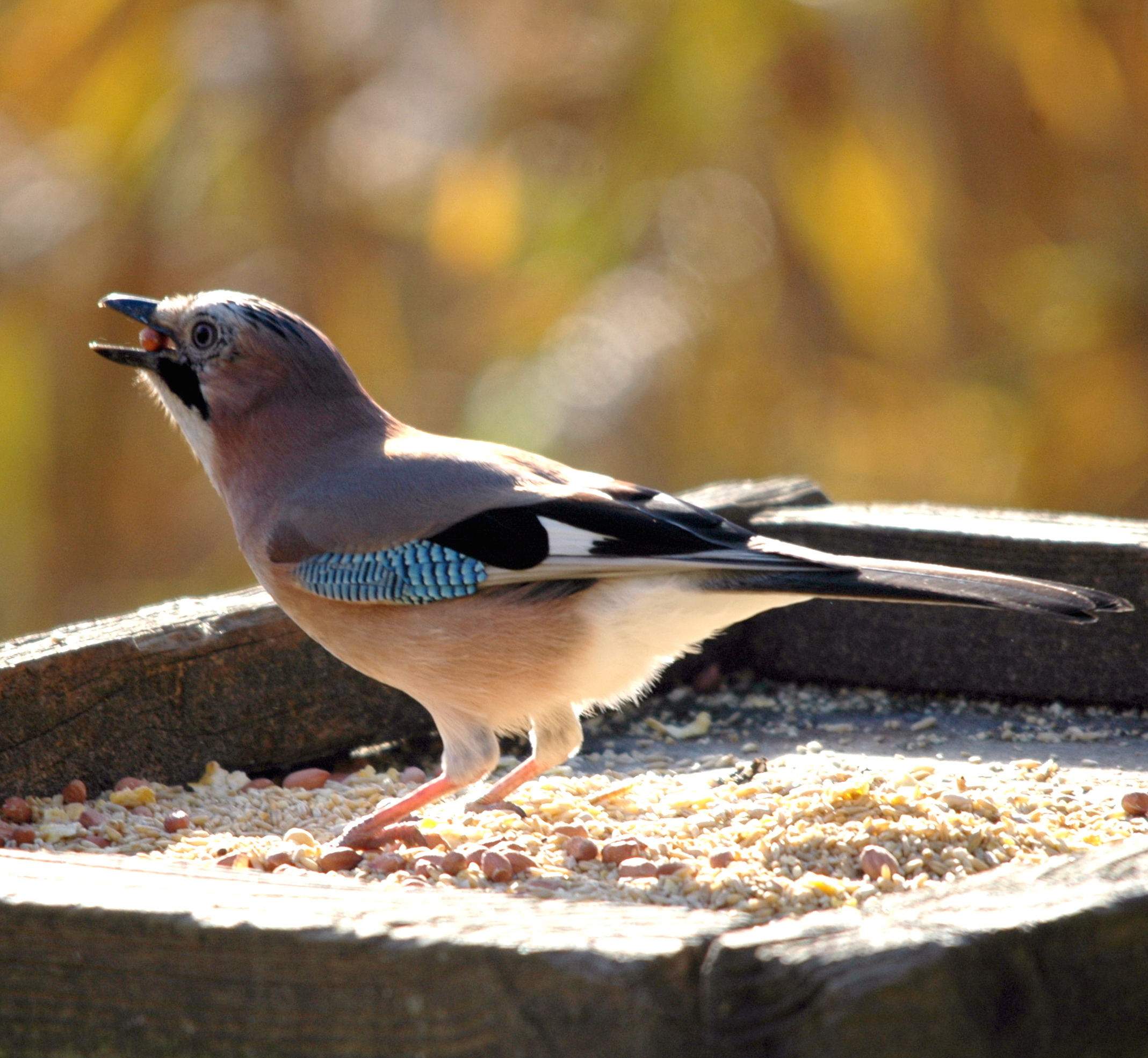 photos/wildlife/Bird_Species/184-Crows-Jays-Magpies/8339-Eurasian_Jay/Jay1.jpeg