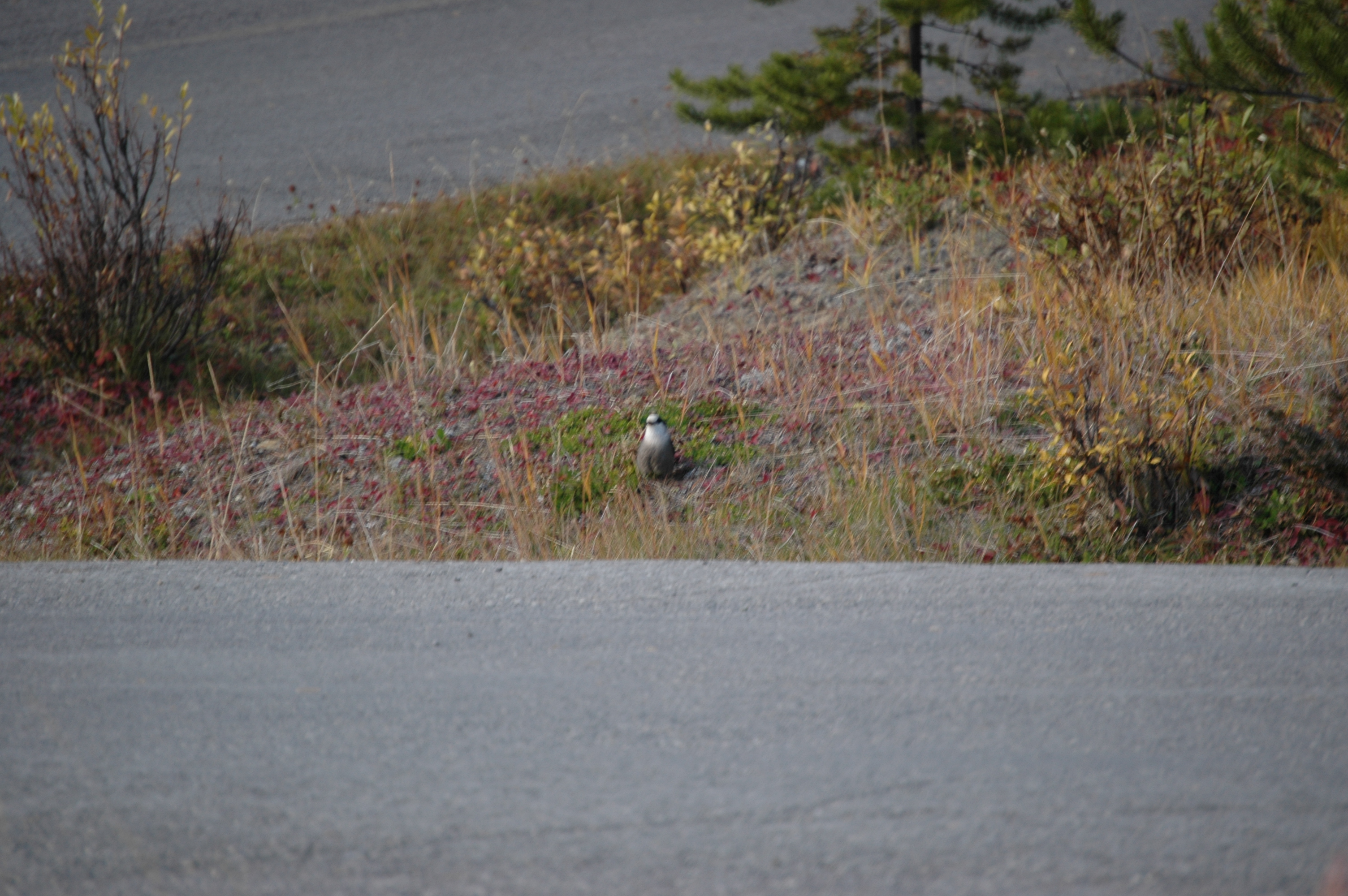 photos/wildlife/Bird_Species/184-Crows-Jays-Magpies/8342-Grey_Jay/20070927-Canada-01.jpg
