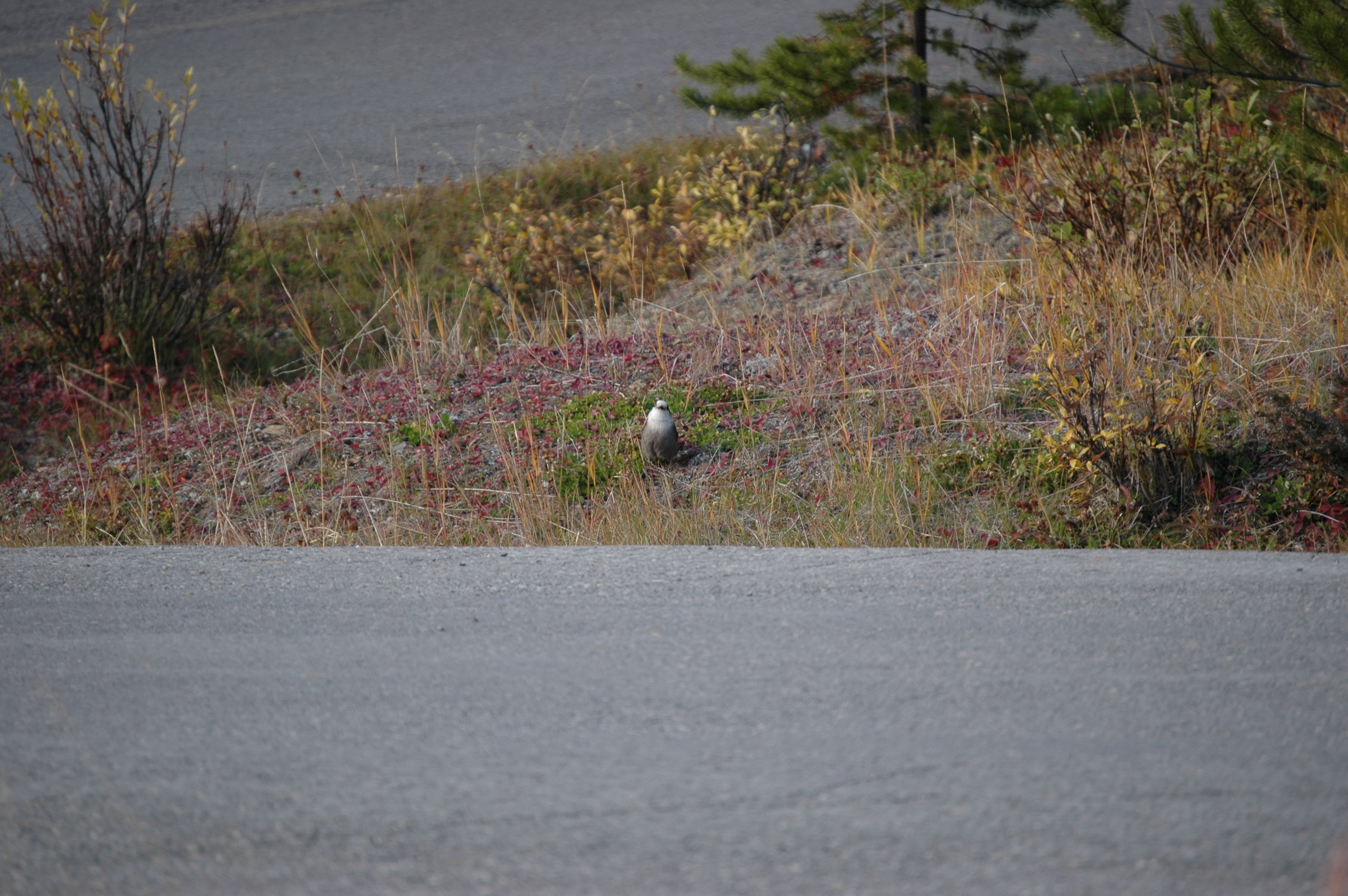 photos/wildlife/Bird_Species/184-Crows-Jays-Magpies/8342-Grey_Jay/20070927-Canada-02.jpg