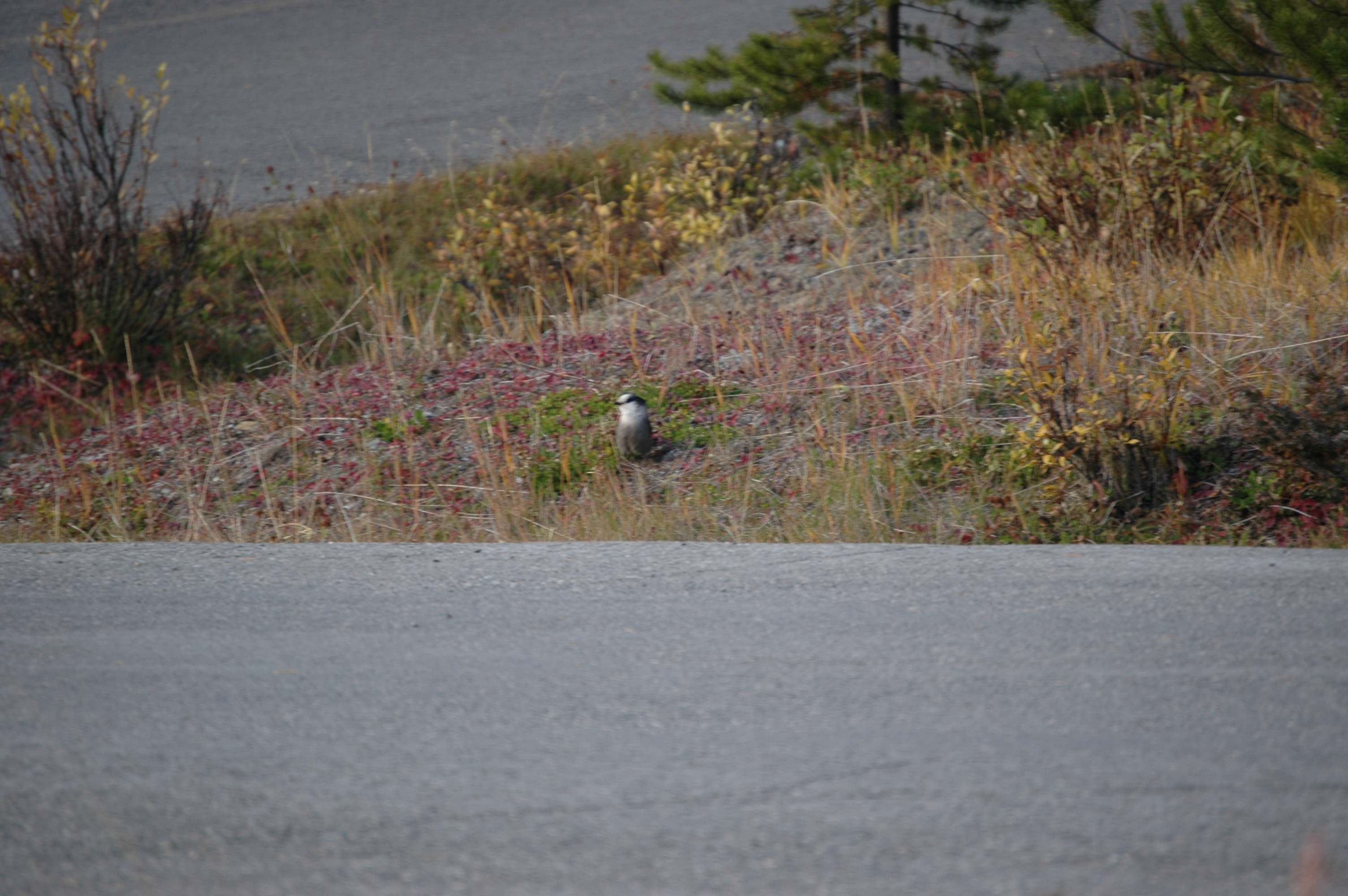 photos/wildlife/Bird_Species/184-Crows-Jays-Magpies/8342-Grey_Jay/20070927-Canada-03.jpg