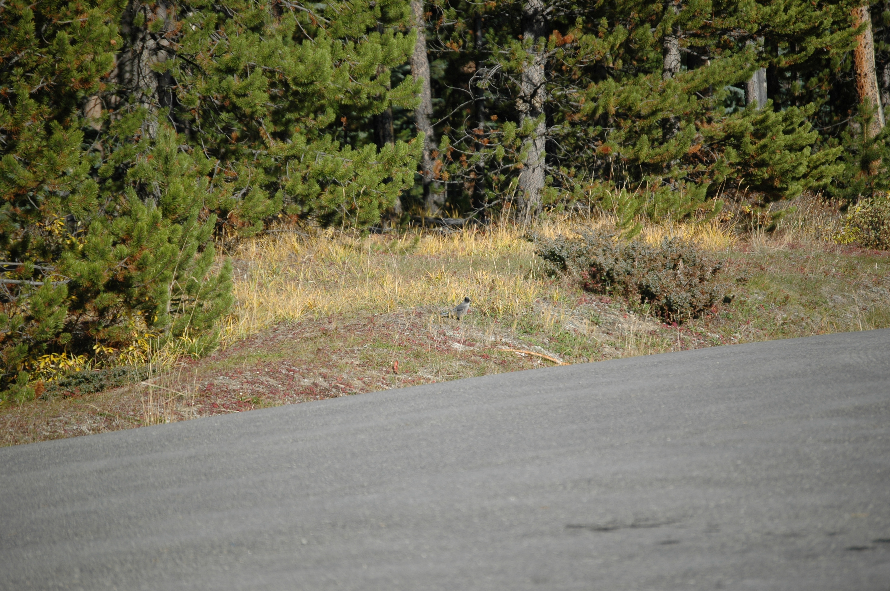 photos/wildlife/Bird_Species/184-Crows-Jays-Magpies/8342-Grey_Jay/20070927-Canada-05.jpg