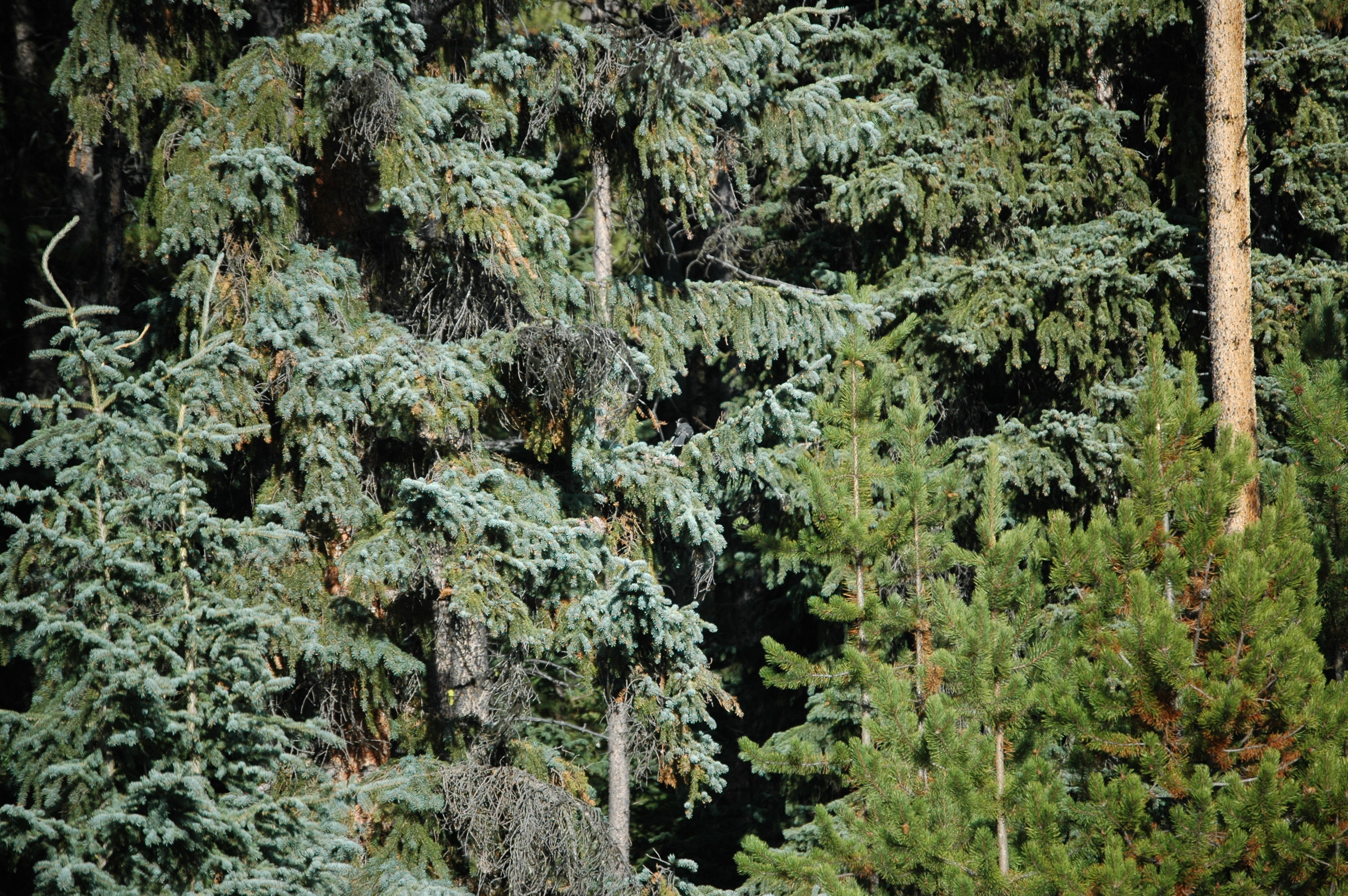 photos/wildlife/Bird_Species/184-Crows-Jays-Magpies/8342-Grey_Jay/20070927-Canada-06.jpg