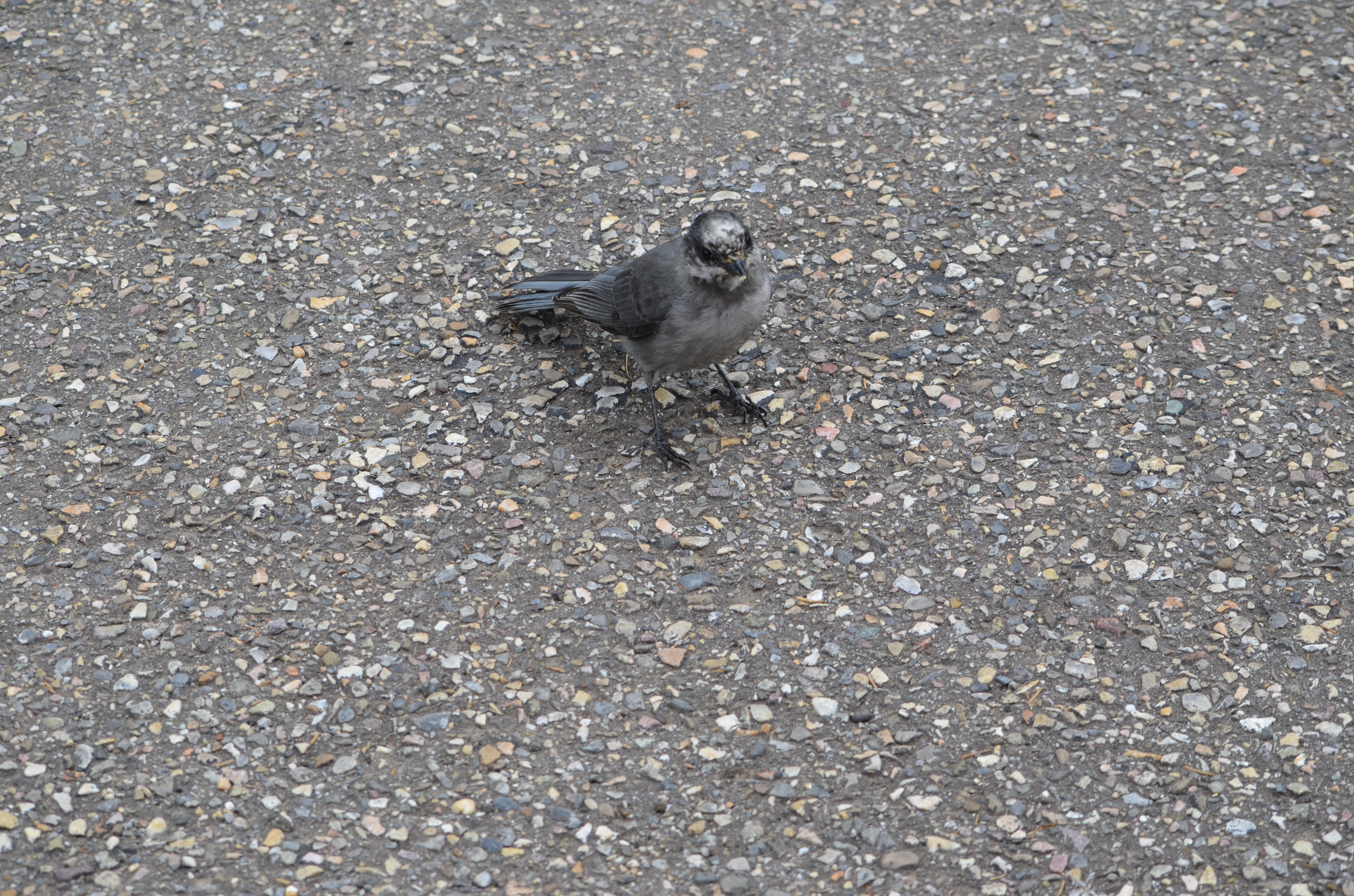 photos/wildlife/Bird_Species/184-Crows-Jays-Magpies/8342-Grey_Jay/DSC_0643.JPG