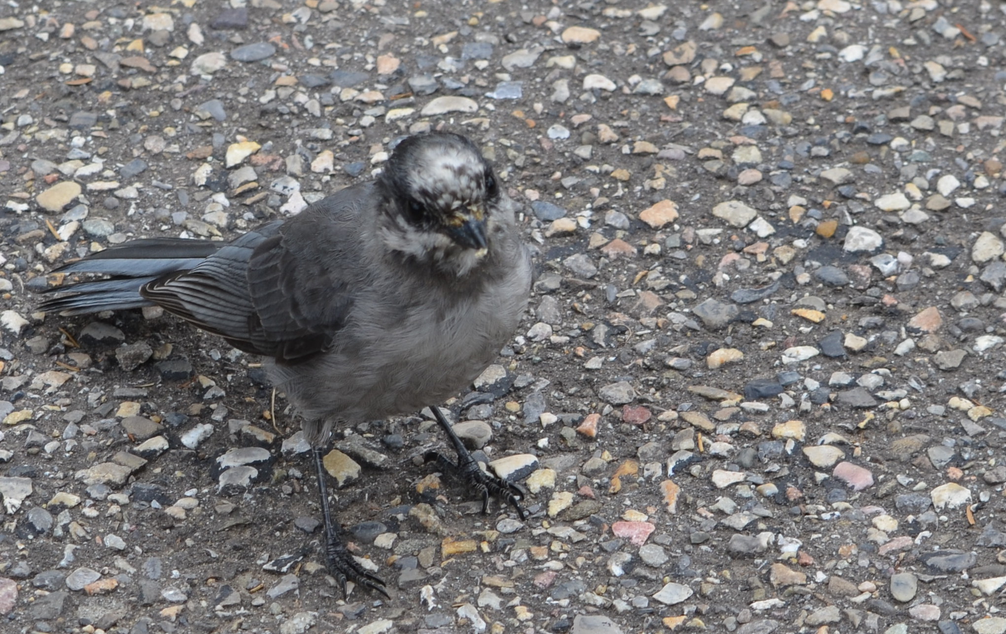photos/wildlife/Bird_Species/184-Crows-Jays-Magpies/8342-Grey_Jay/DSC_0643_small.jpg