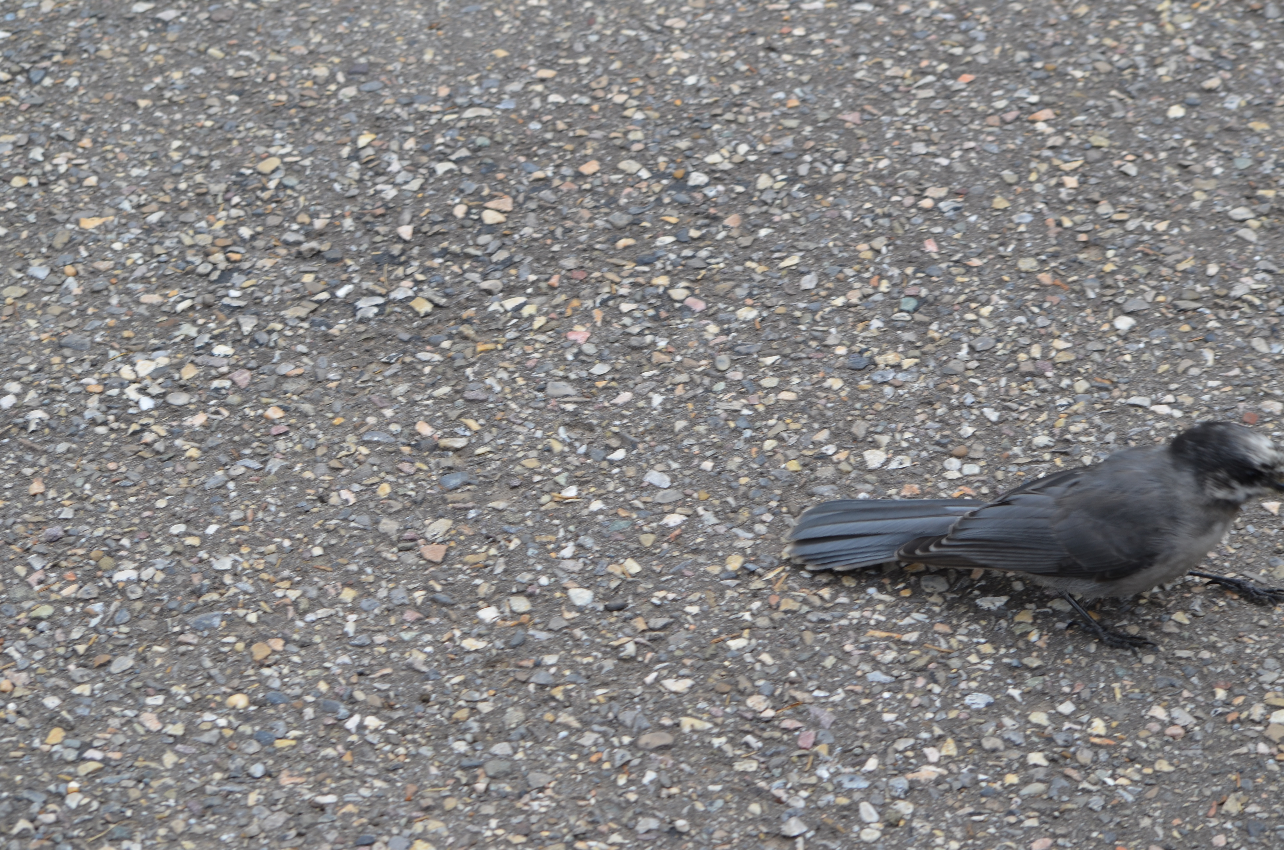 photos/wildlife/Bird_Species/184-Crows-Jays-Magpies/8342-Grey_Jay/DSC_0645.JPG