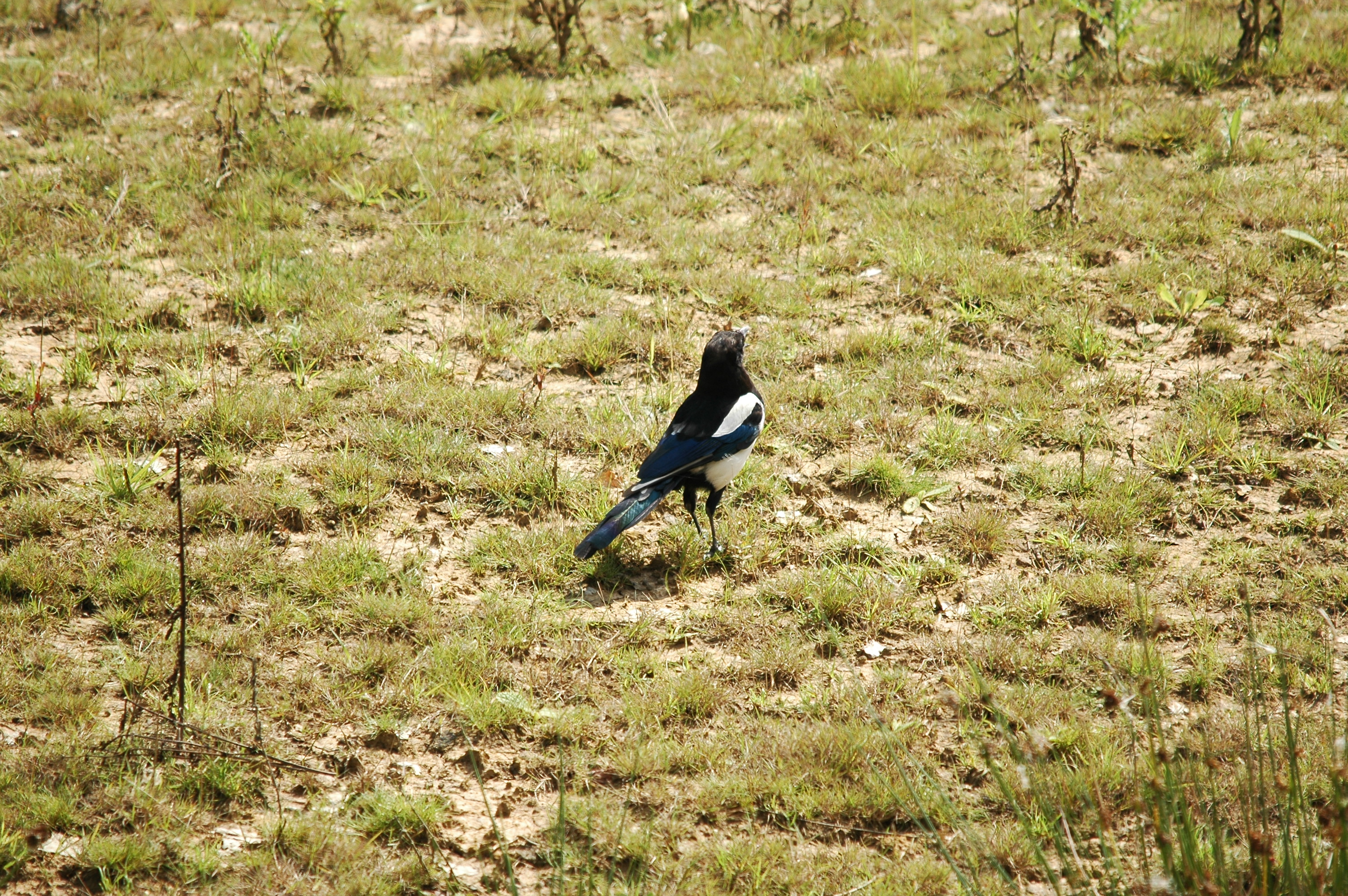 photos/wildlife/Bird_Species/184-Crows-Jays-Magpies/8364-Black-billed_Magpie/20090811-PottericCarr-01.jpg