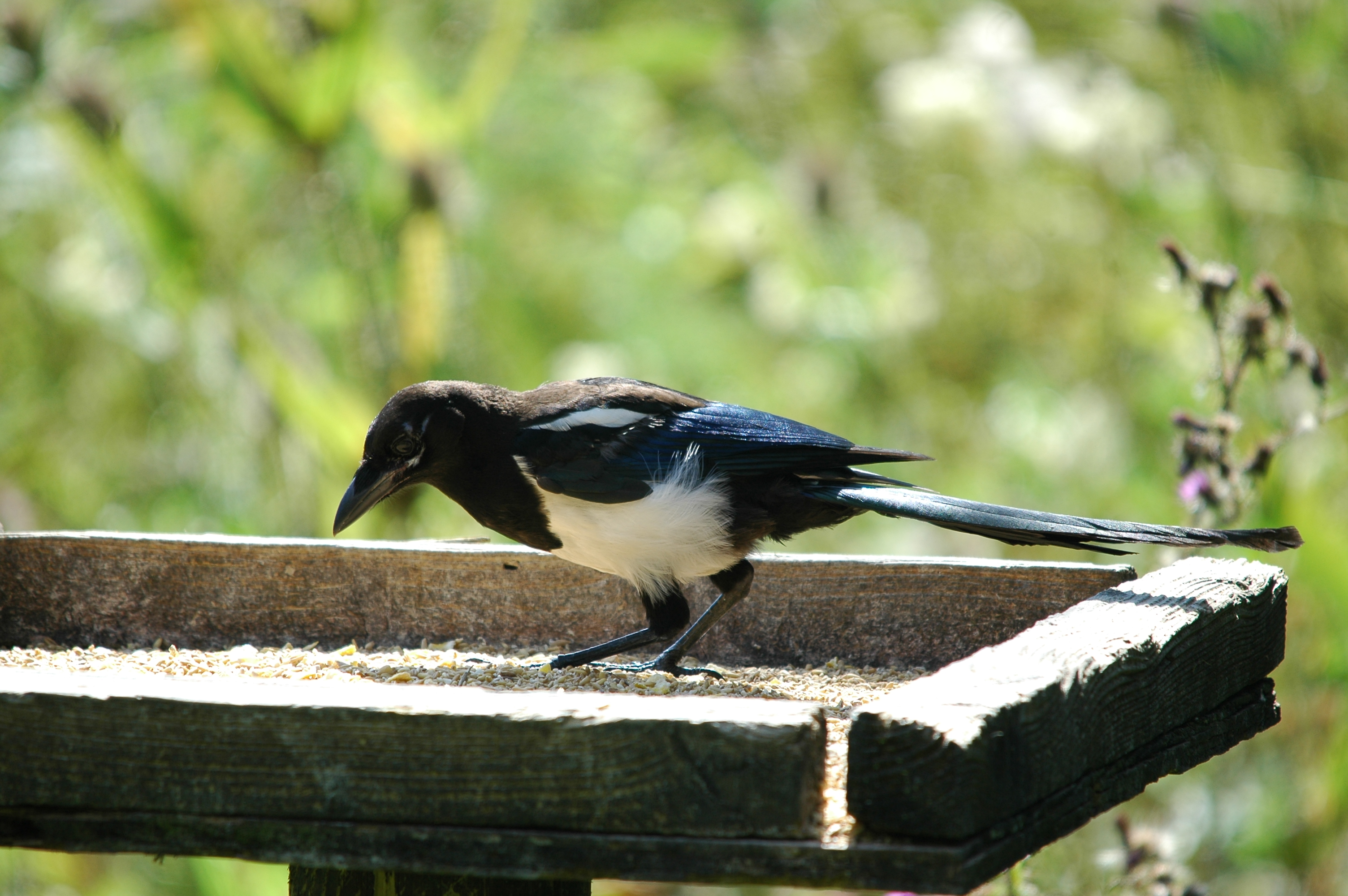 photos/wildlife/Bird_Species/184-Crows-Jays-Magpies/8364-Black-billed_Magpie/20090811-PottericCarr-02.jpg