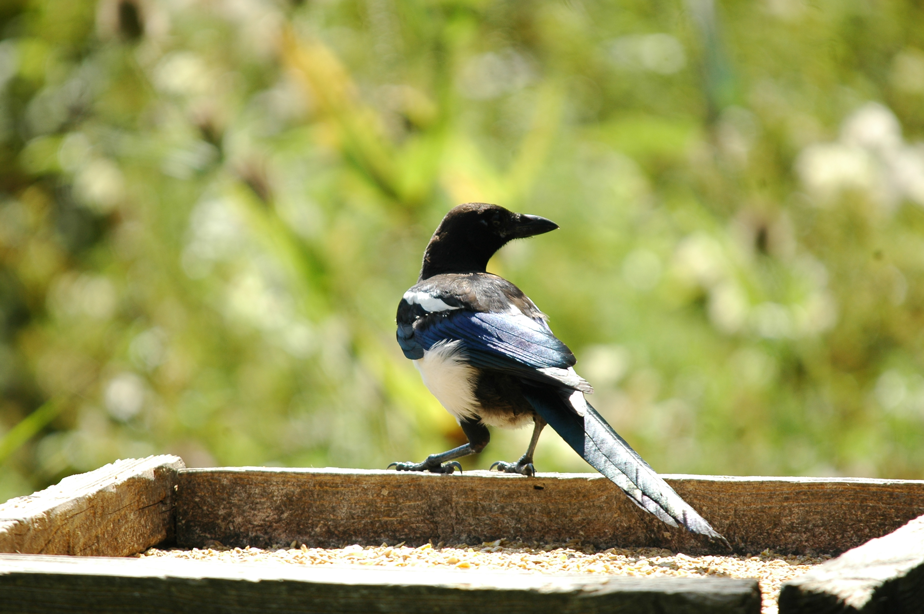 photos/wildlife/Bird_Species/184-Crows-Jays-Magpies/8364-Black-billed_Magpie/20090811-PottericCarr-03.jpg