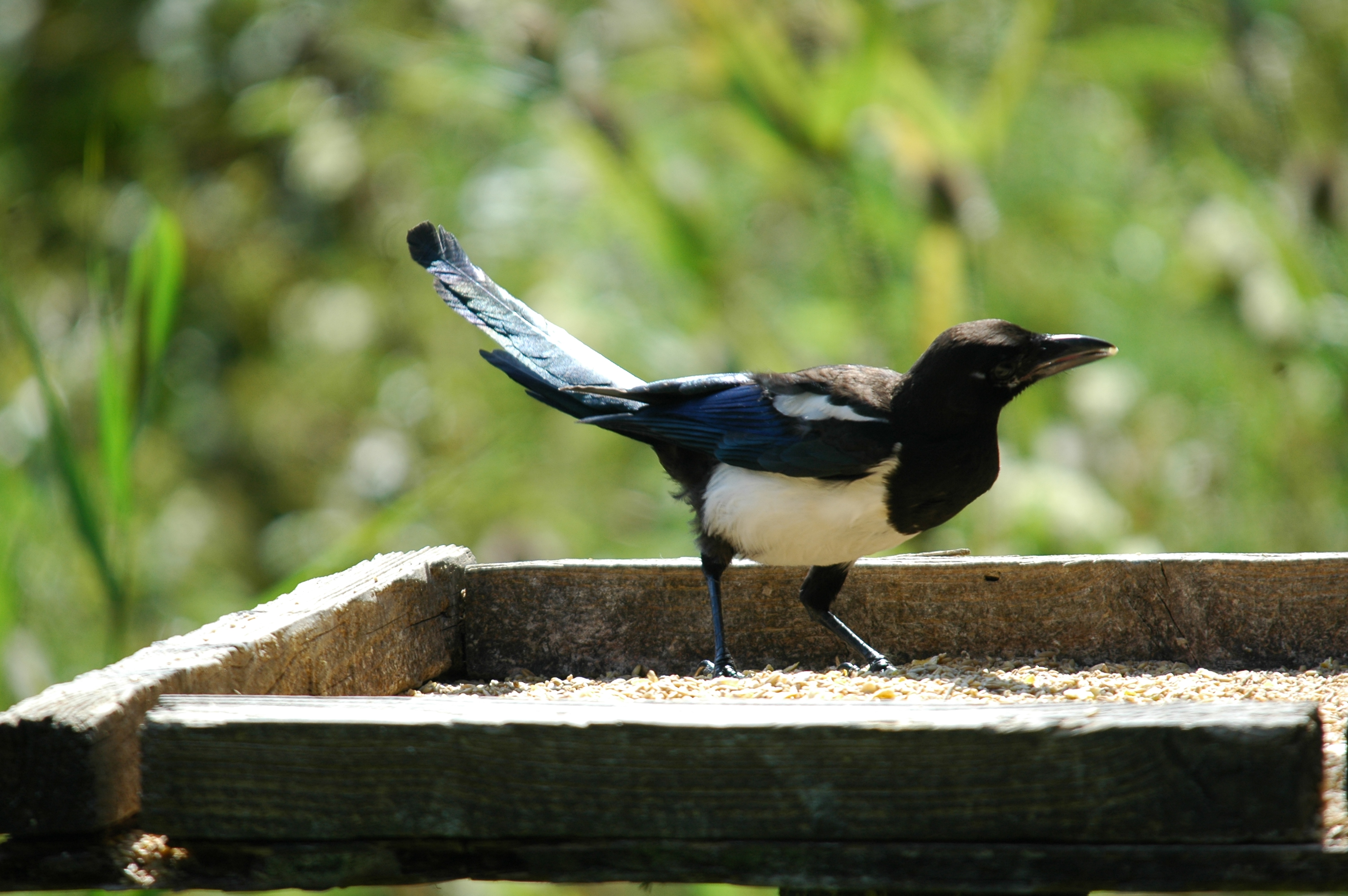 photos/wildlife/Bird_Species/184-Crows-Jays-Magpies/8364-Black-billed_Magpie/20090811-PottericCarr-04.jpg