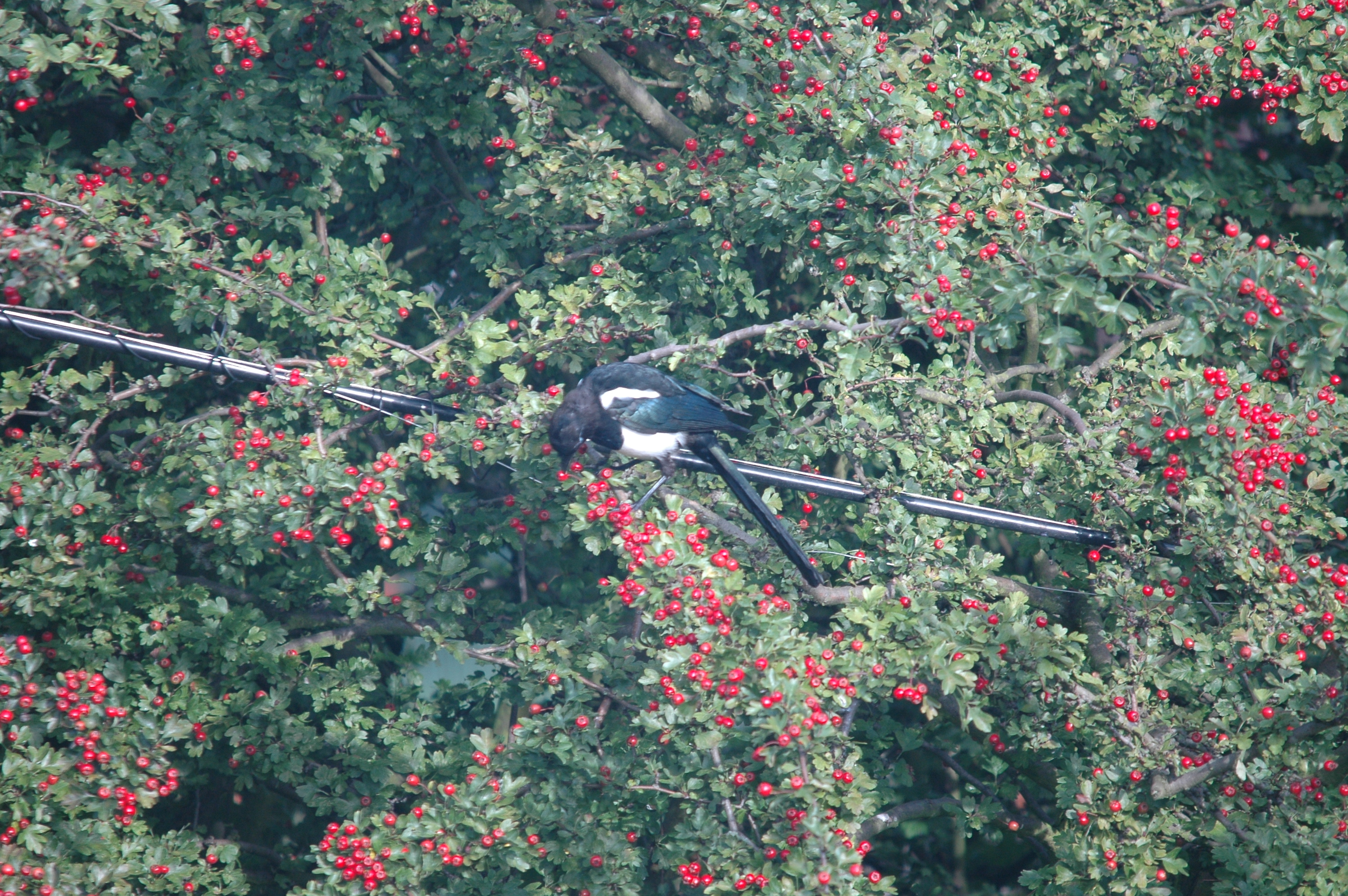 photos/wildlife/Bird_Species/184-Crows-Jays-Magpies/8364-Black-billed_Magpie/20090816-Nottm-02.jpg