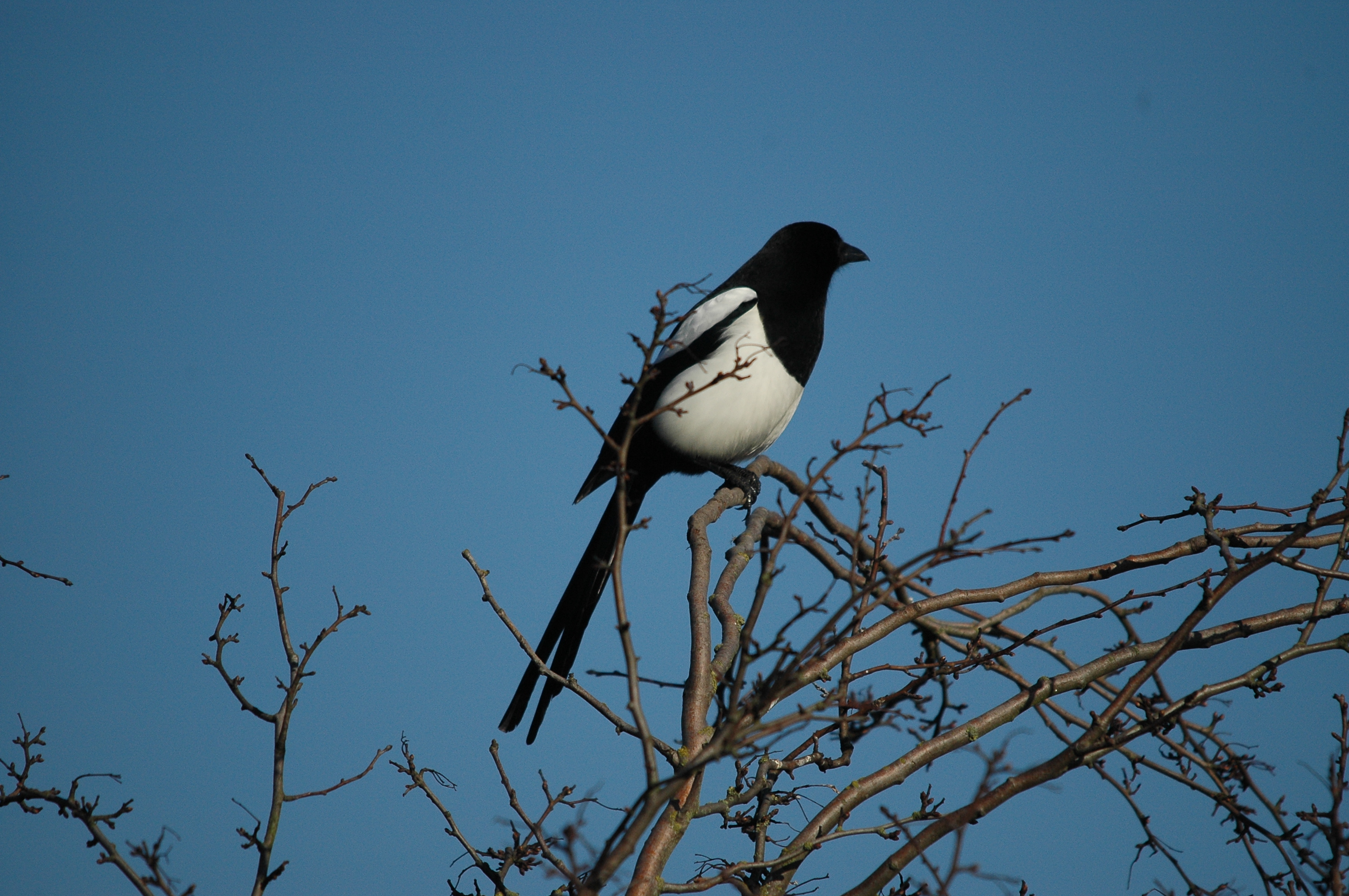 photos/wildlife/Bird_Species/184-Crows-Jays-Magpies/8364-Black-billed_Magpie/DSC_4828.JPG