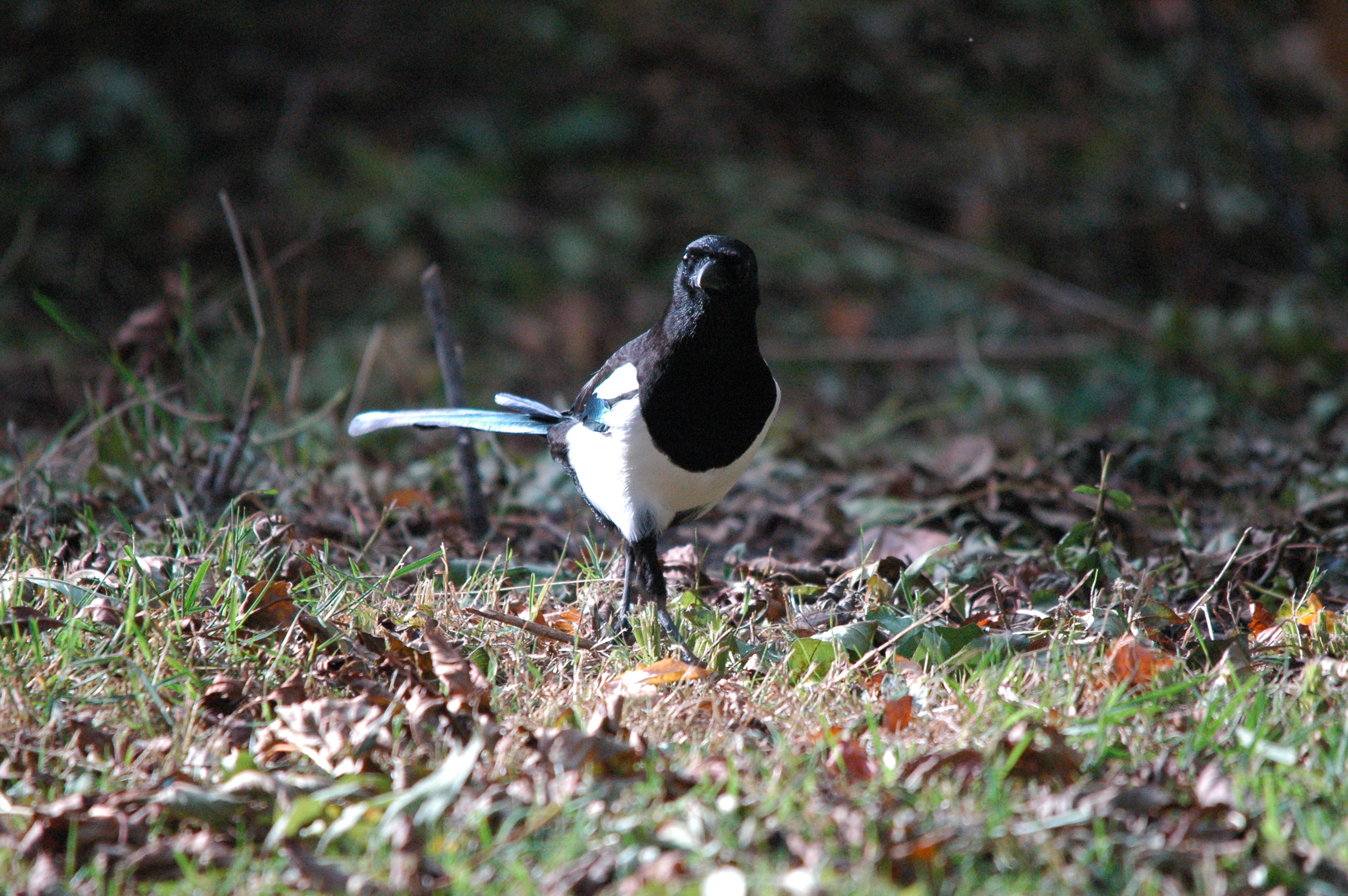 photos/wildlife/Bird_Species/184-Crows-Jays-Magpies/8364-Black-billed_Magpie/dsc_1355.jpg