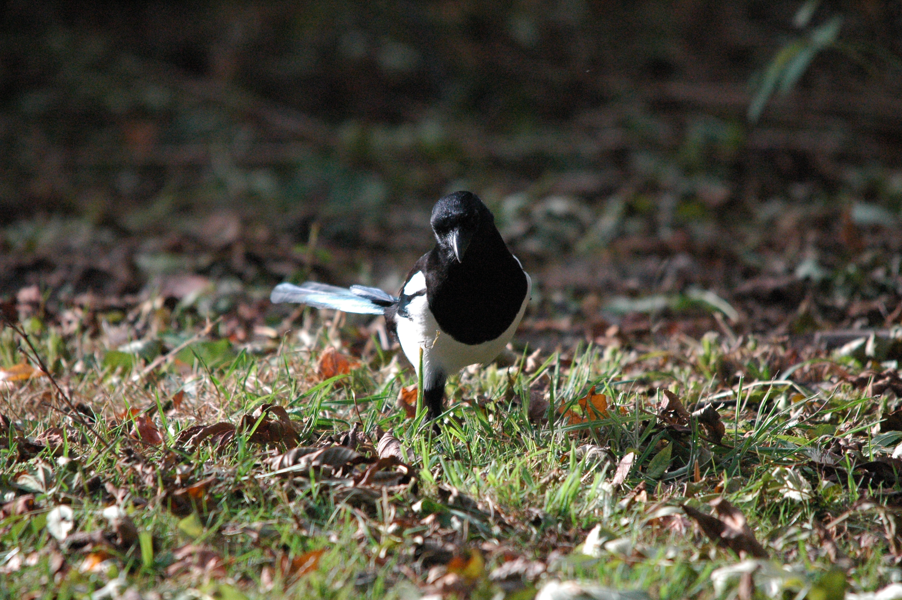 photos/wildlife/Bird_Species/184-Crows-Jays-Magpies/8364-Black-billed_Magpie/dsc_1356.jpg