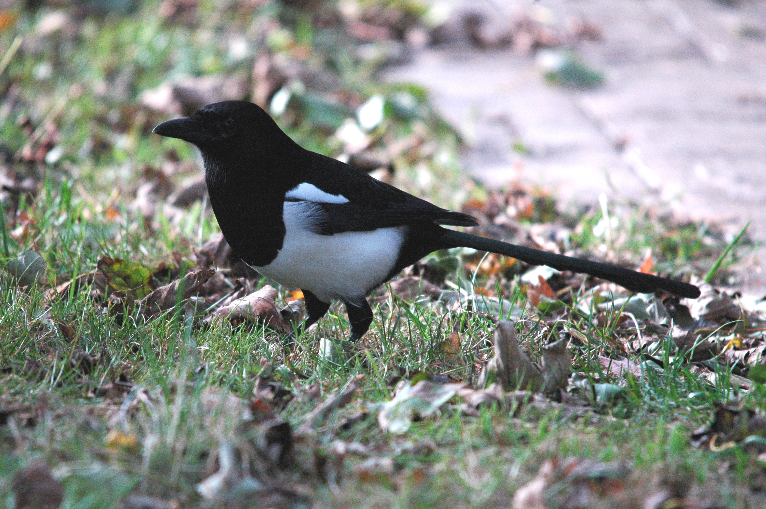 photos/wildlife/Bird_Species/184-Crows-Jays-Magpies/8364-Black-billed_Magpie/dsc_1358.jpg