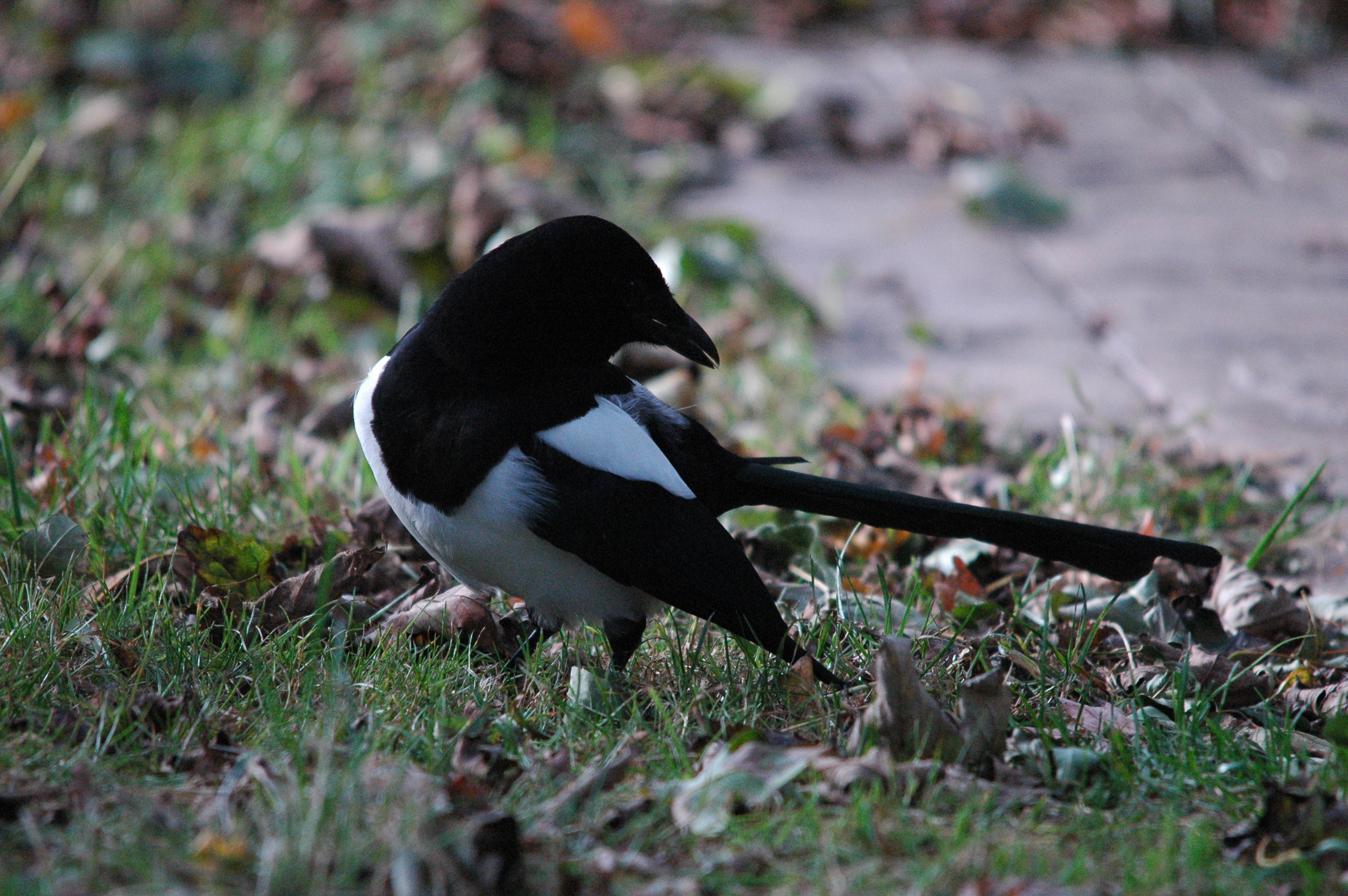 photos/wildlife/Bird_Species/184-Crows-Jays-Magpies/8364-Black-billed_Magpie/dsc_1359.jpg