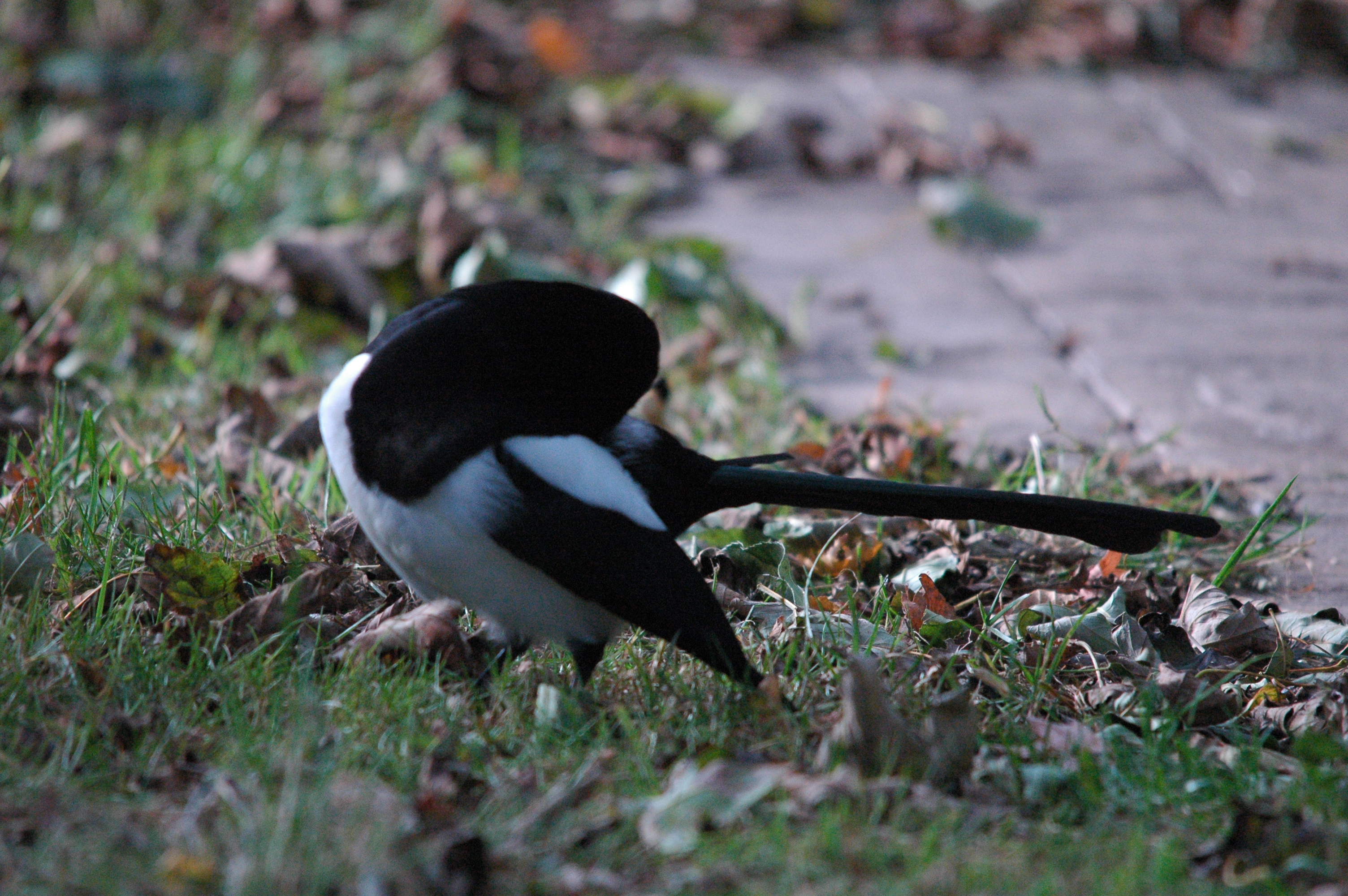photos/wildlife/Bird_Species/184-Crows-Jays-Magpies/8364-Black-billed_Magpie/dsc_1360.jpg