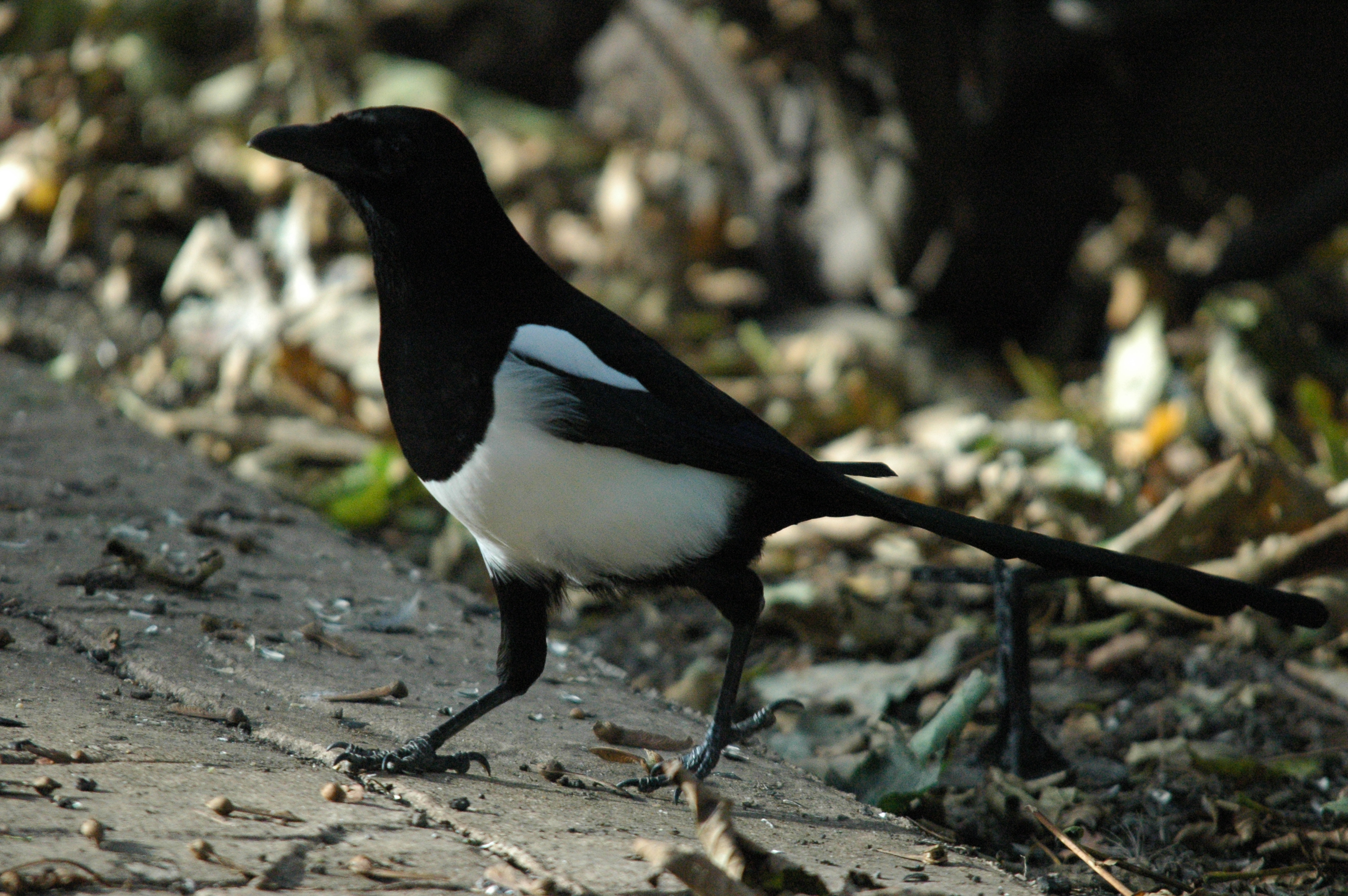 photos/wildlife/Bird_Species/184-Crows-Jays-Magpies/8364-Black-billed_Magpie/dsc_1361.jpg