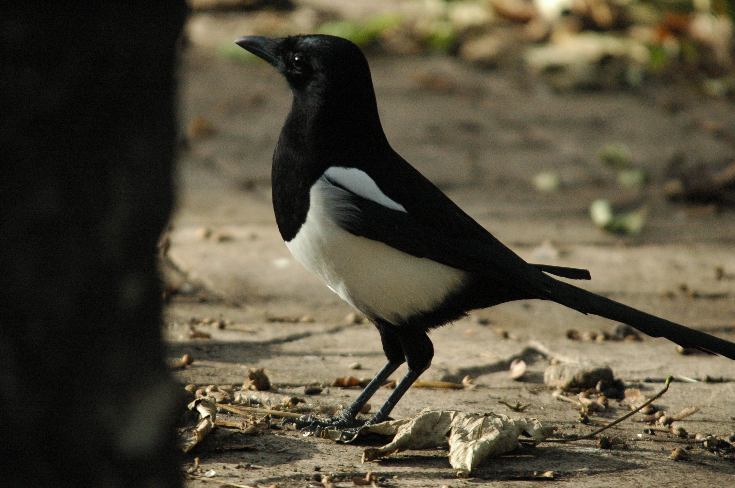 photos/wildlife/Bird_Species/184-Crows-Jays-Magpies/8364-Black-billed_Magpie/dsc_1362.jpg