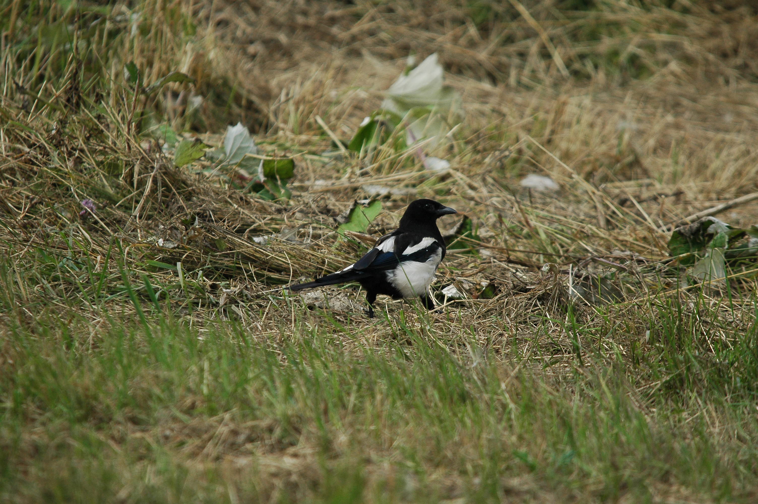 photos/wildlife/Bird_Species/184-Crows-Jays-Magpies/8364-Black-billed_Magpie/dsc_2728.jpg