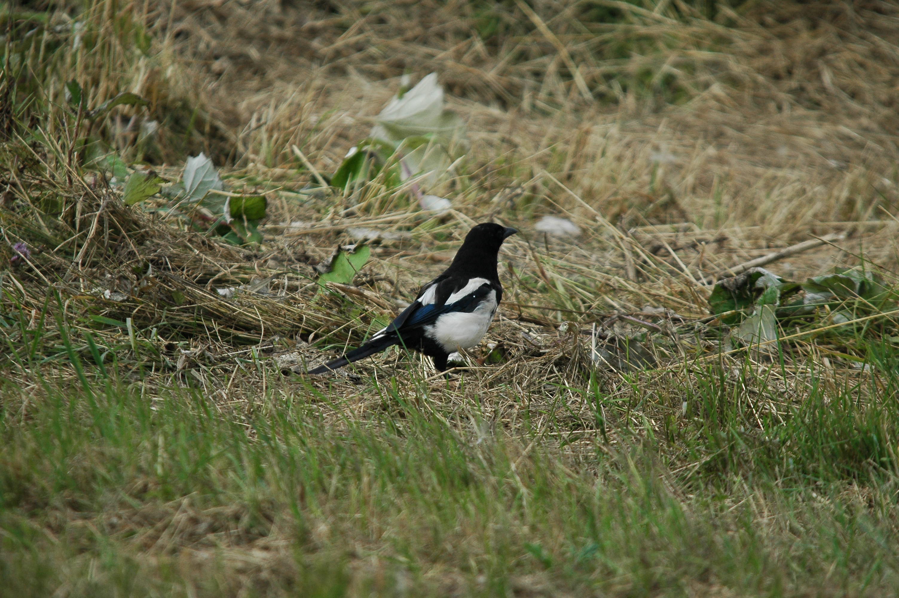 photos/wildlife/Bird_Species/184-Crows-Jays-Magpies/8364-Black-billed_Magpie/dsc_2729.jpg