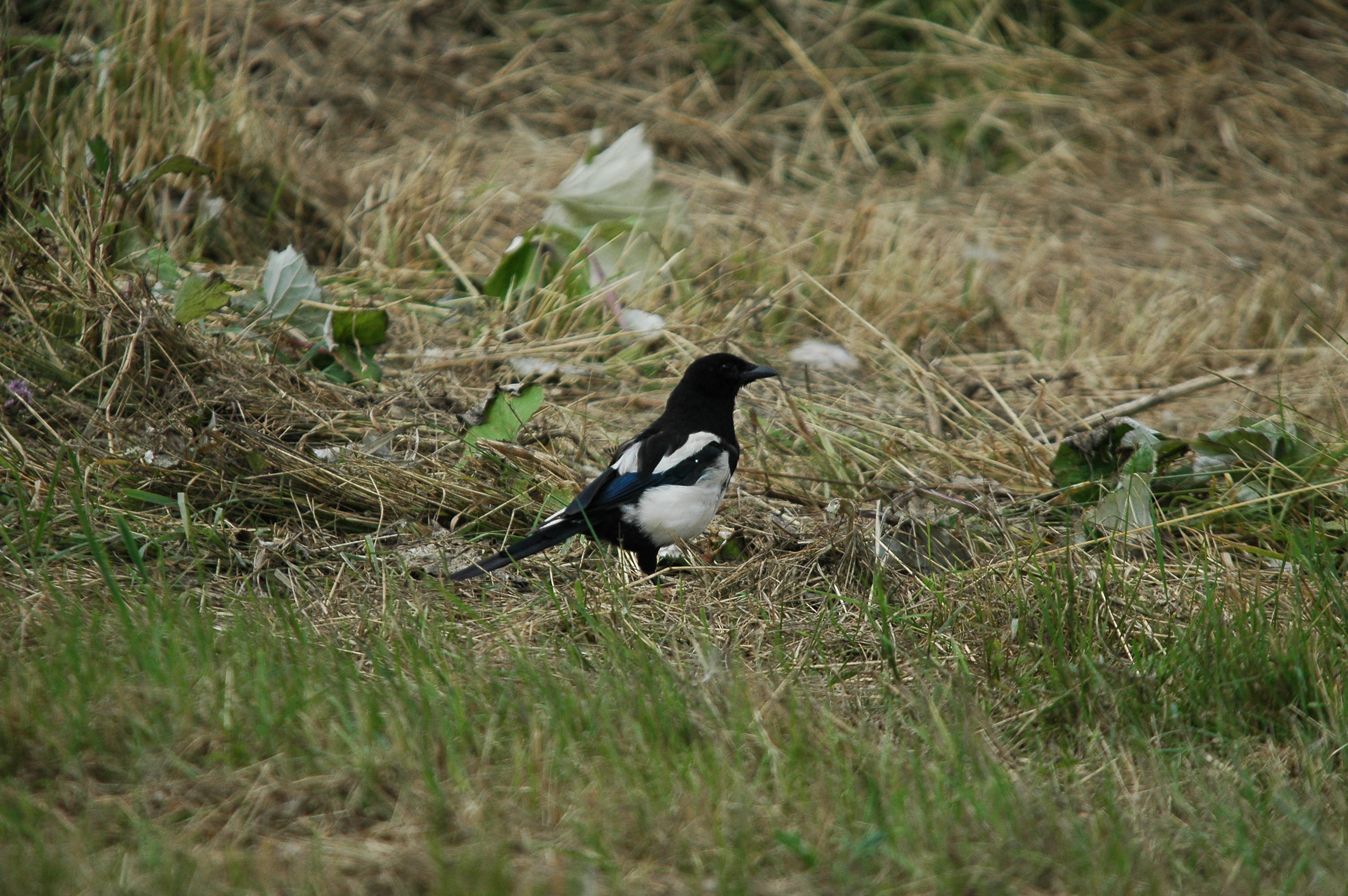 photos/wildlife/Bird_Species/184-Crows-Jays-Magpies/8364-Black-billed_Magpie/dsc_2730.jpg
