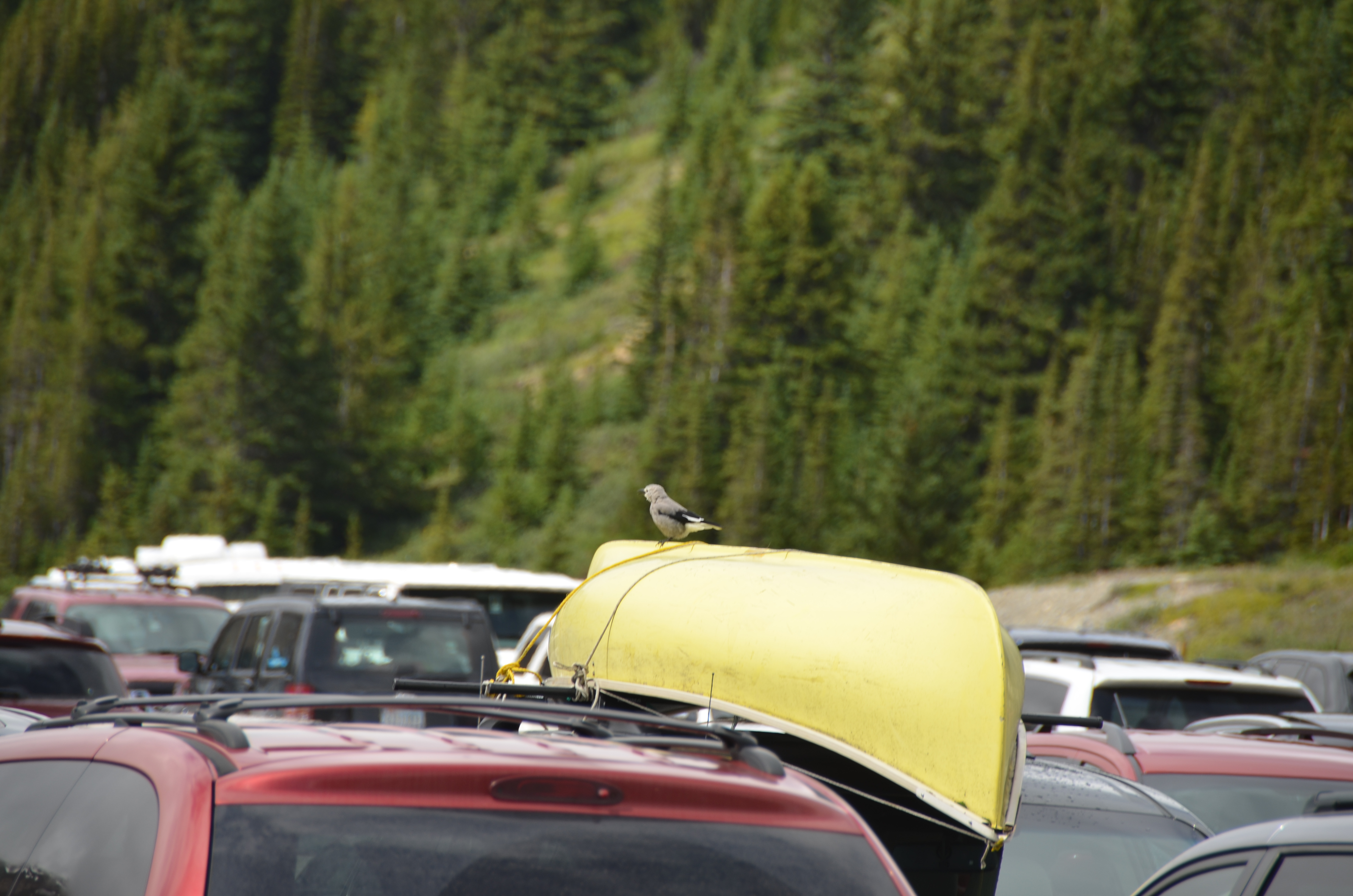 photos/wildlife/Bird_Species/184-Crows-Jays-Magpies/8372-Clarks_Nutcracker/DSC_0759.JPG