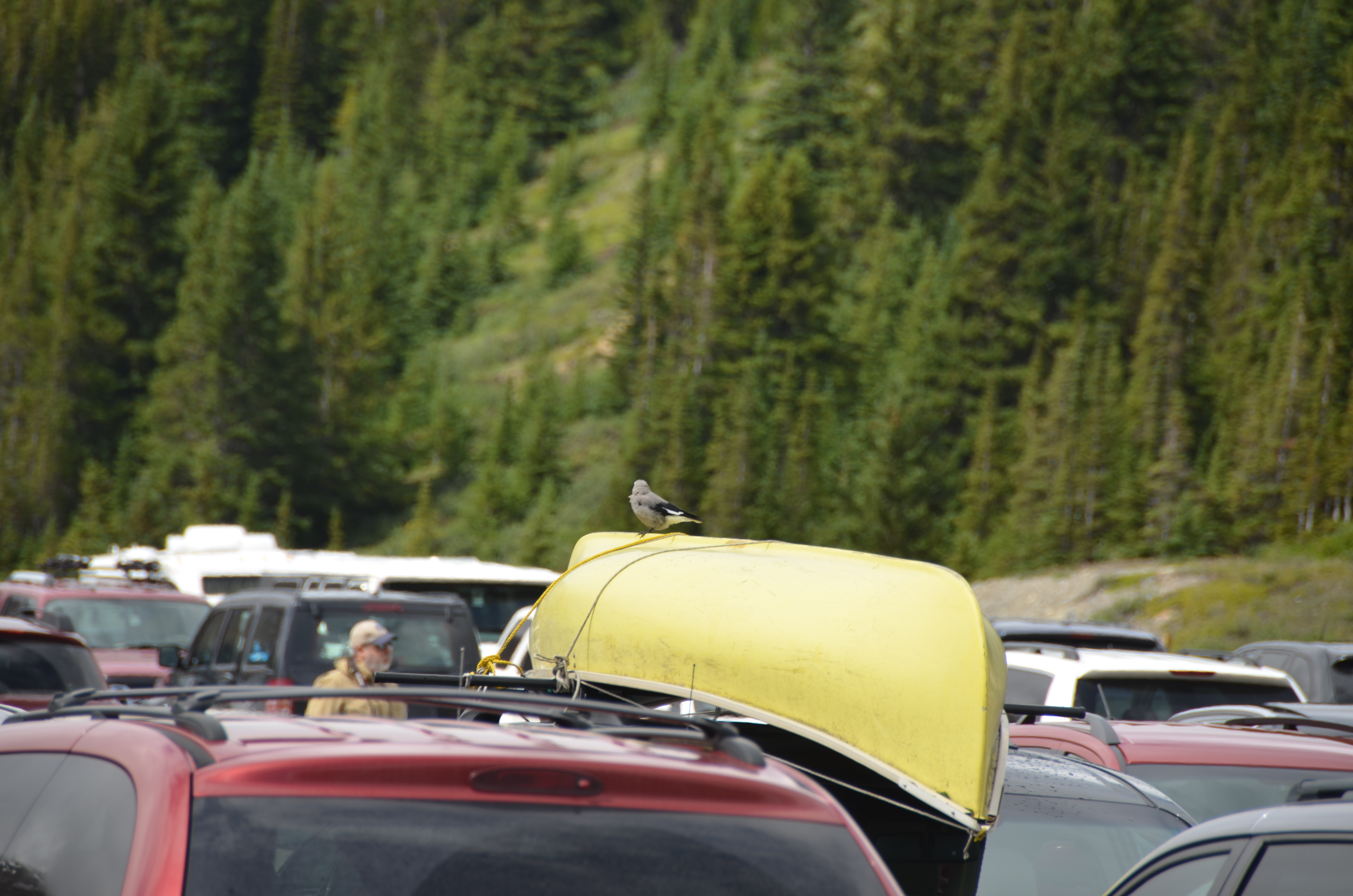 photos/wildlife/Bird_Species/184-Crows-Jays-Magpies/8372-Clarks_Nutcracker/DSC_0760.JPG