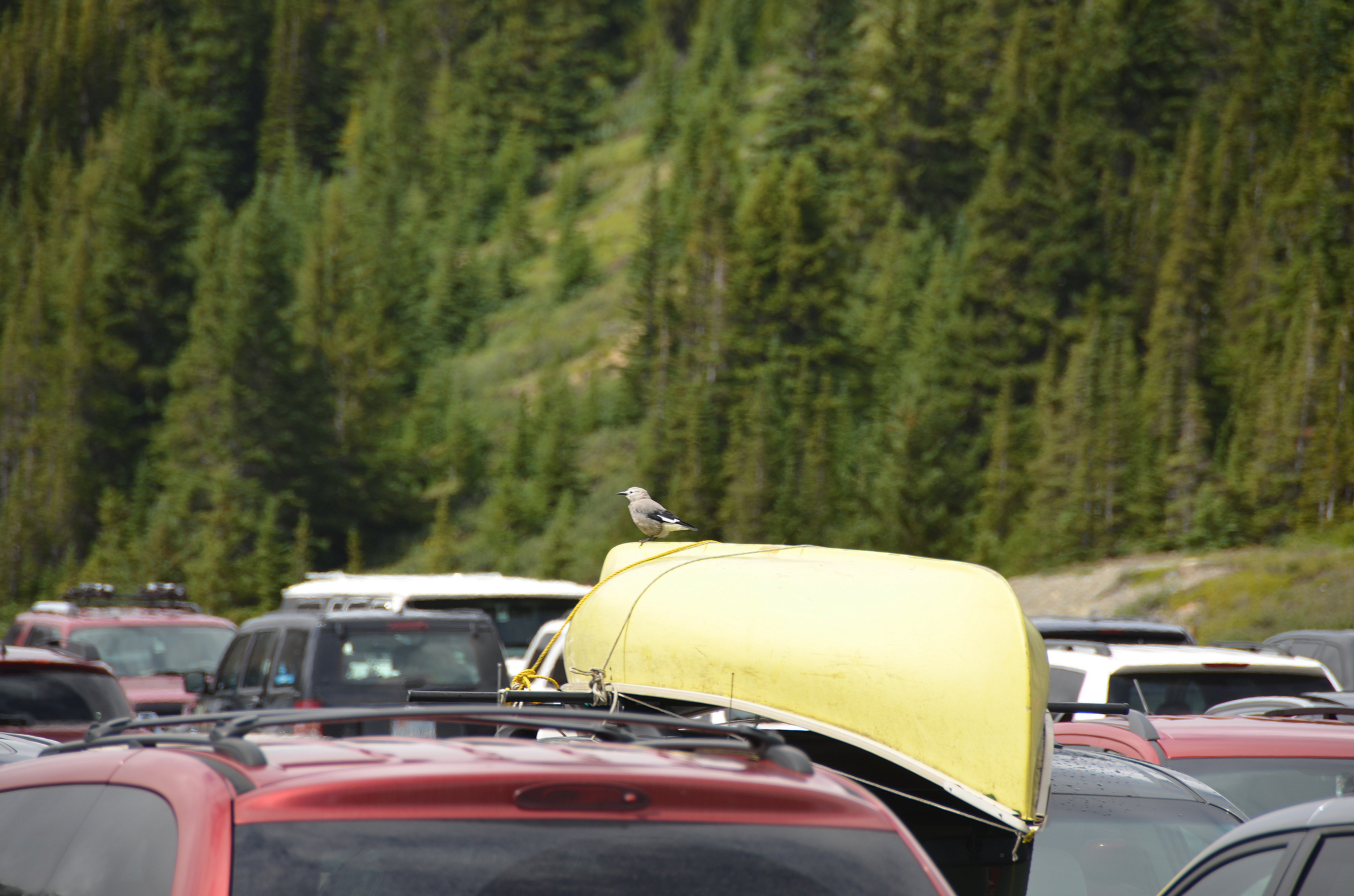photos/wildlife/Bird_Species/184-Crows-Jays-Magpies/8372-Clarks_Nutcracker/DSC_0762.JPG