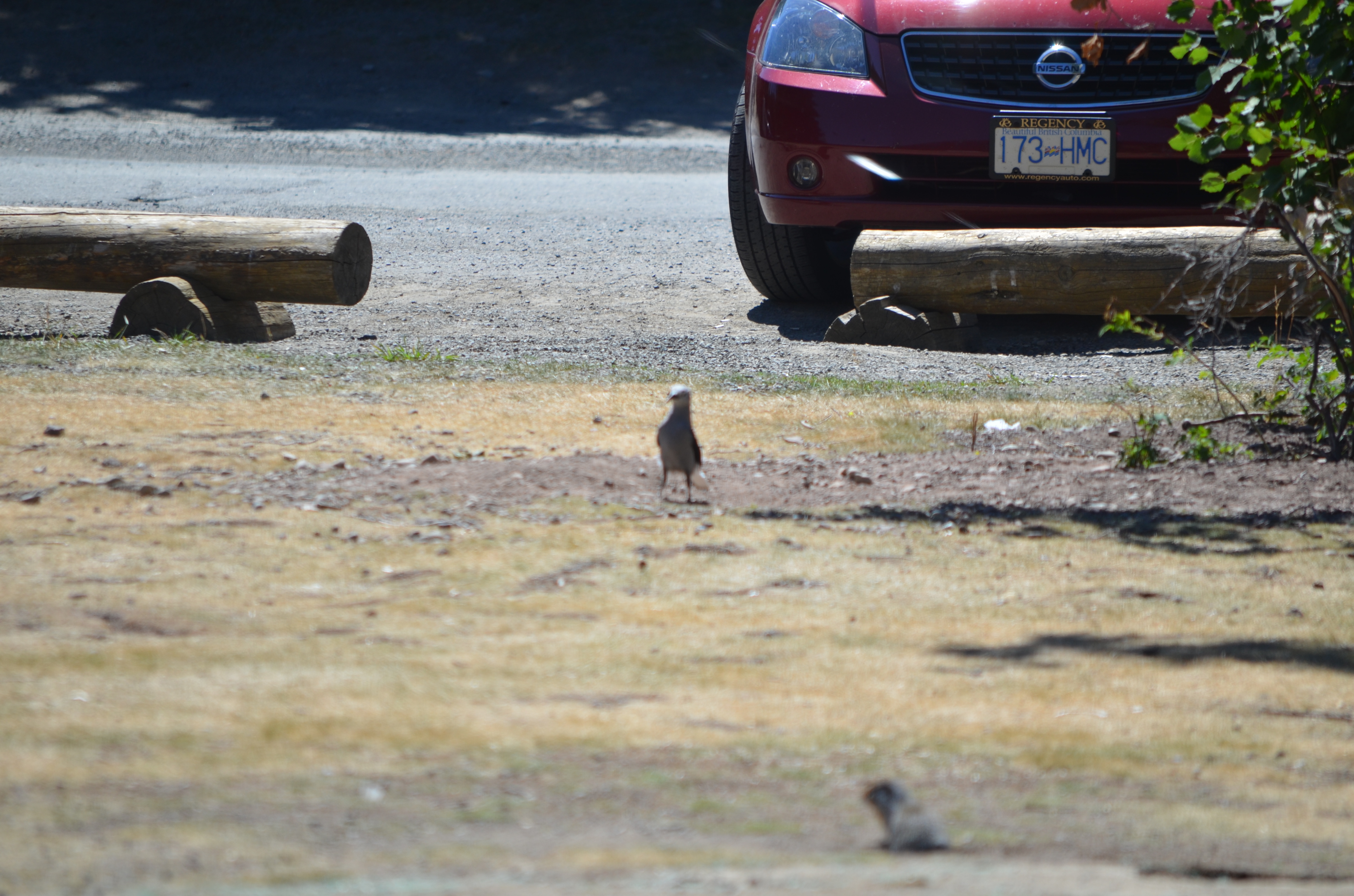 photos/wildlife/Bird_Species/184-Crows-Jays-Magpies/8372-Clarks_Nutcracker/DSC_0902.JPG