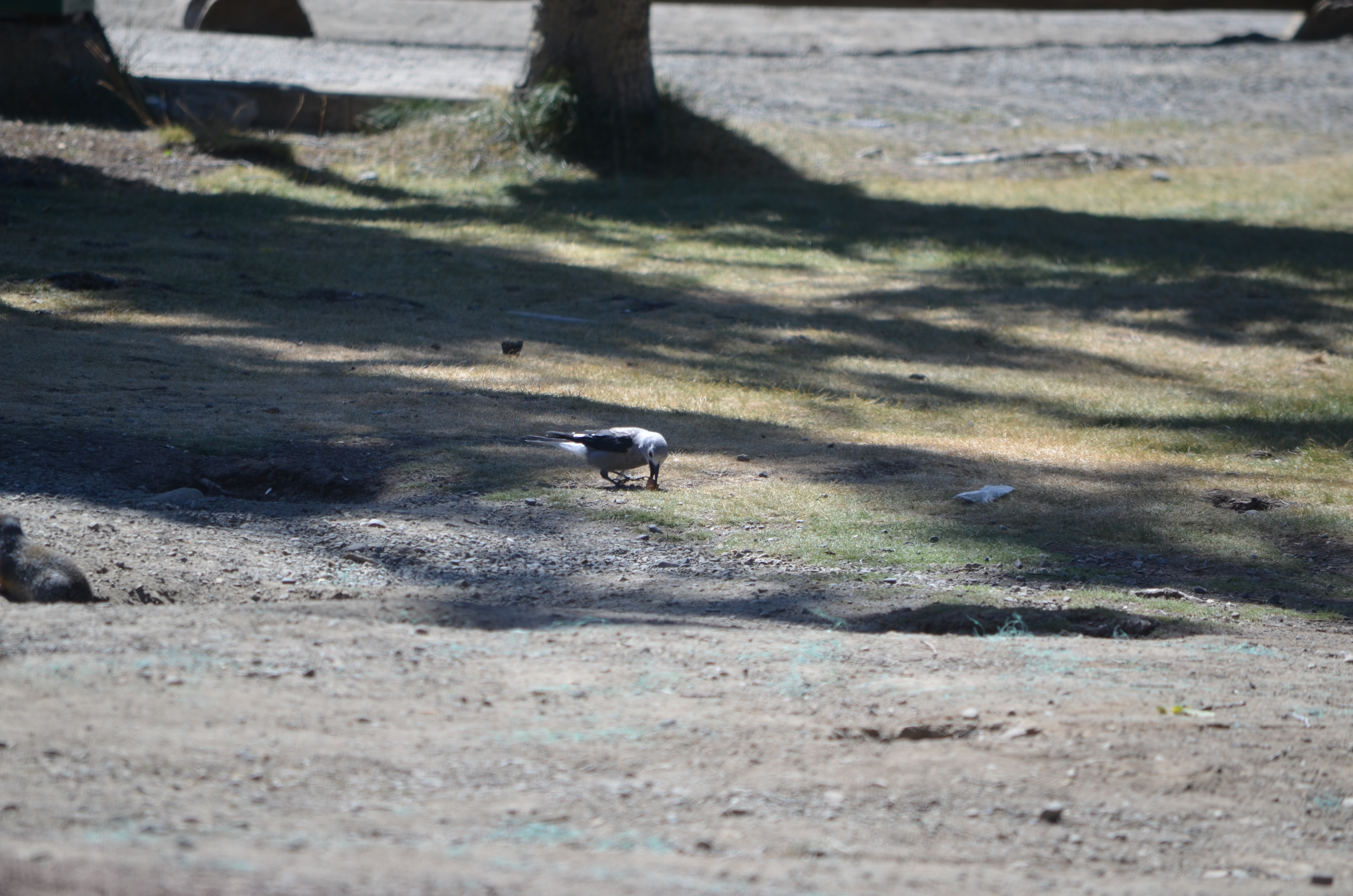 photos/wildlife/Bird_Species/184-Crows-Jays-Magpies/8372-Clarks_Nutcracker/DSC_0903.JPG