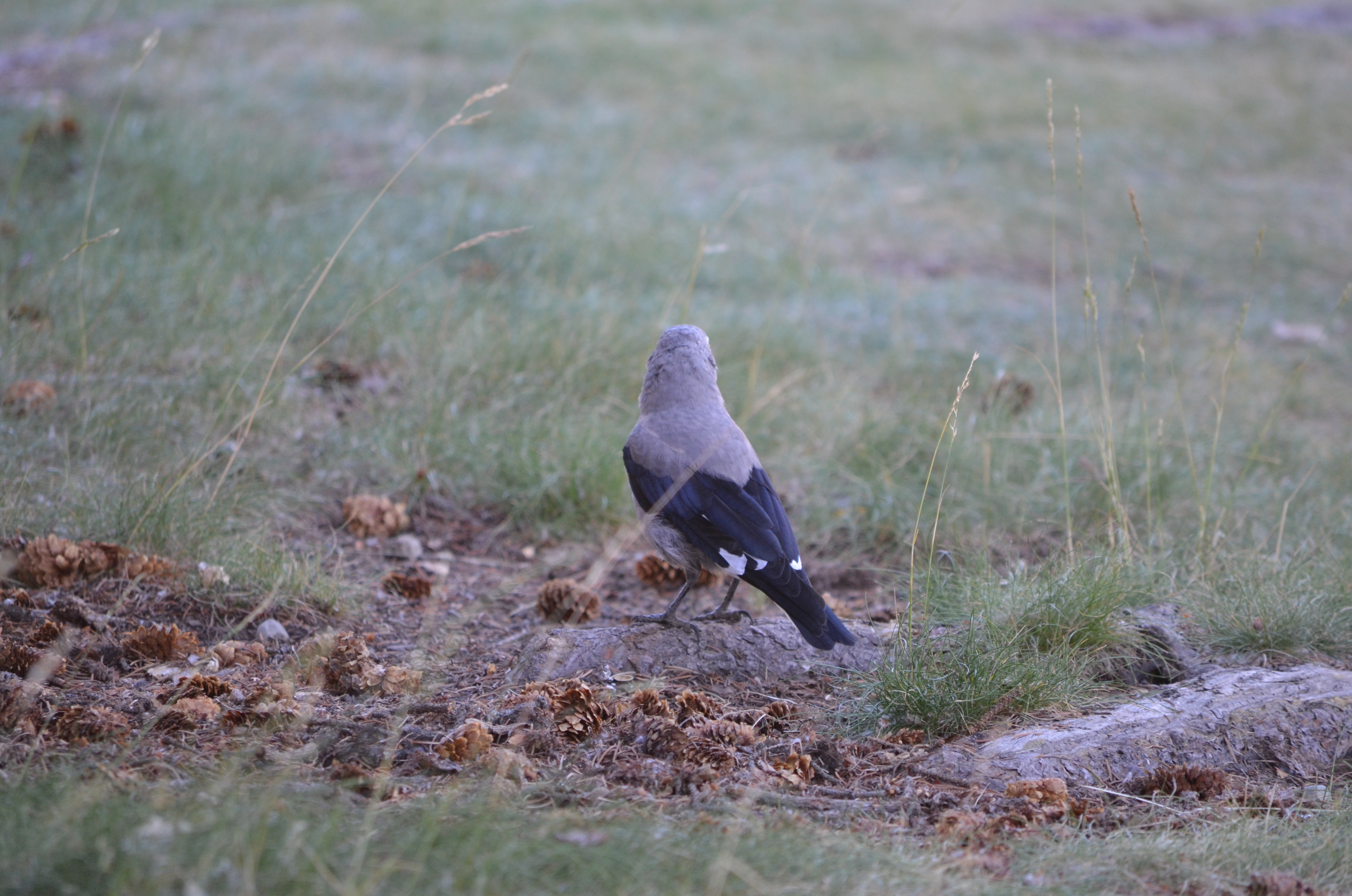 photos/wildlife/Bird_Species/184-Crows-Jays-Magpies/8372-Clarks_Nutcracker/DSC_0906.JPG
