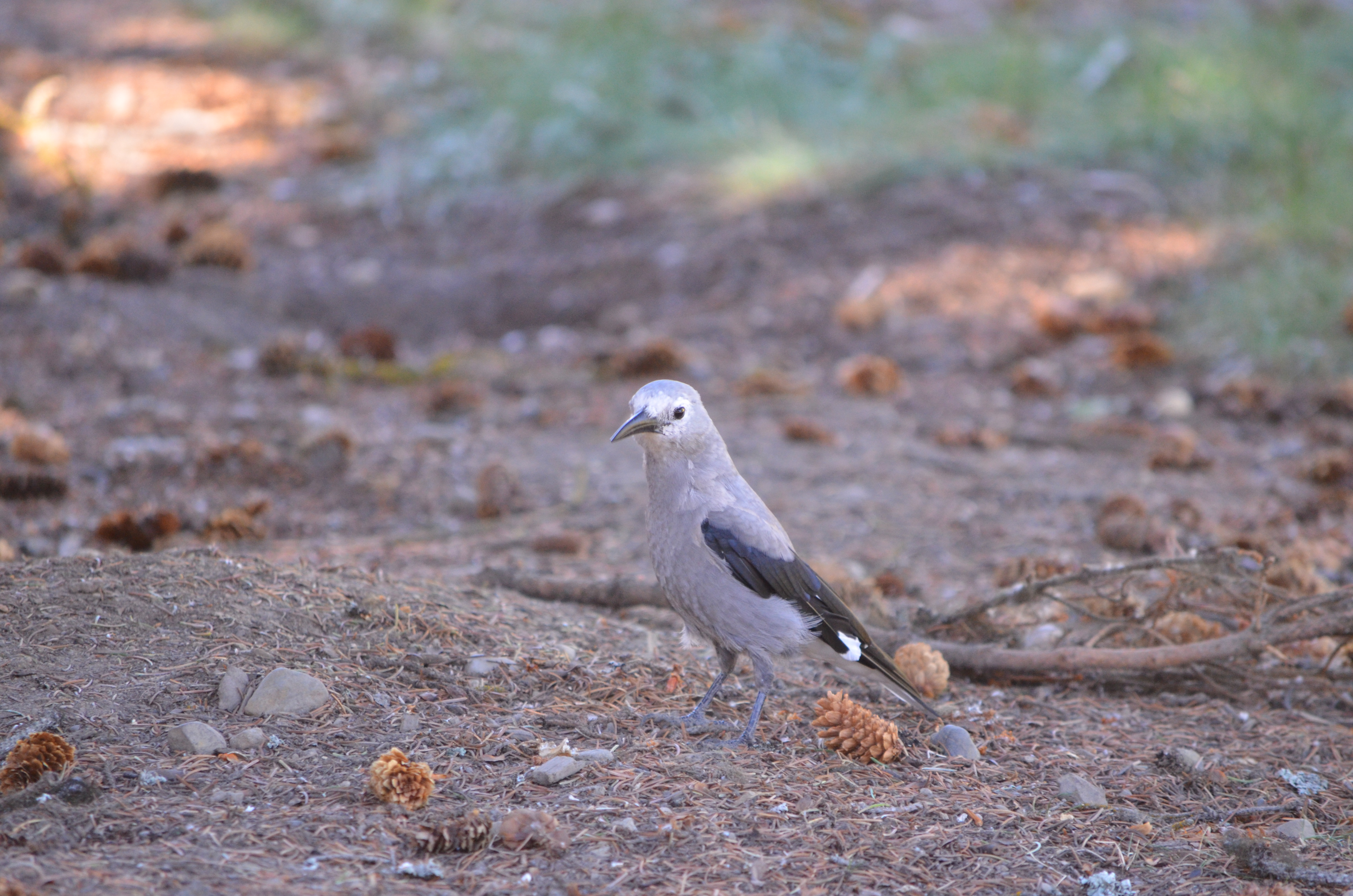 photos/wildlife/Bird_Species/184-Crows-Jays-Magpies/8372-Clarks_Nutcracker/DSC_0907.JPG