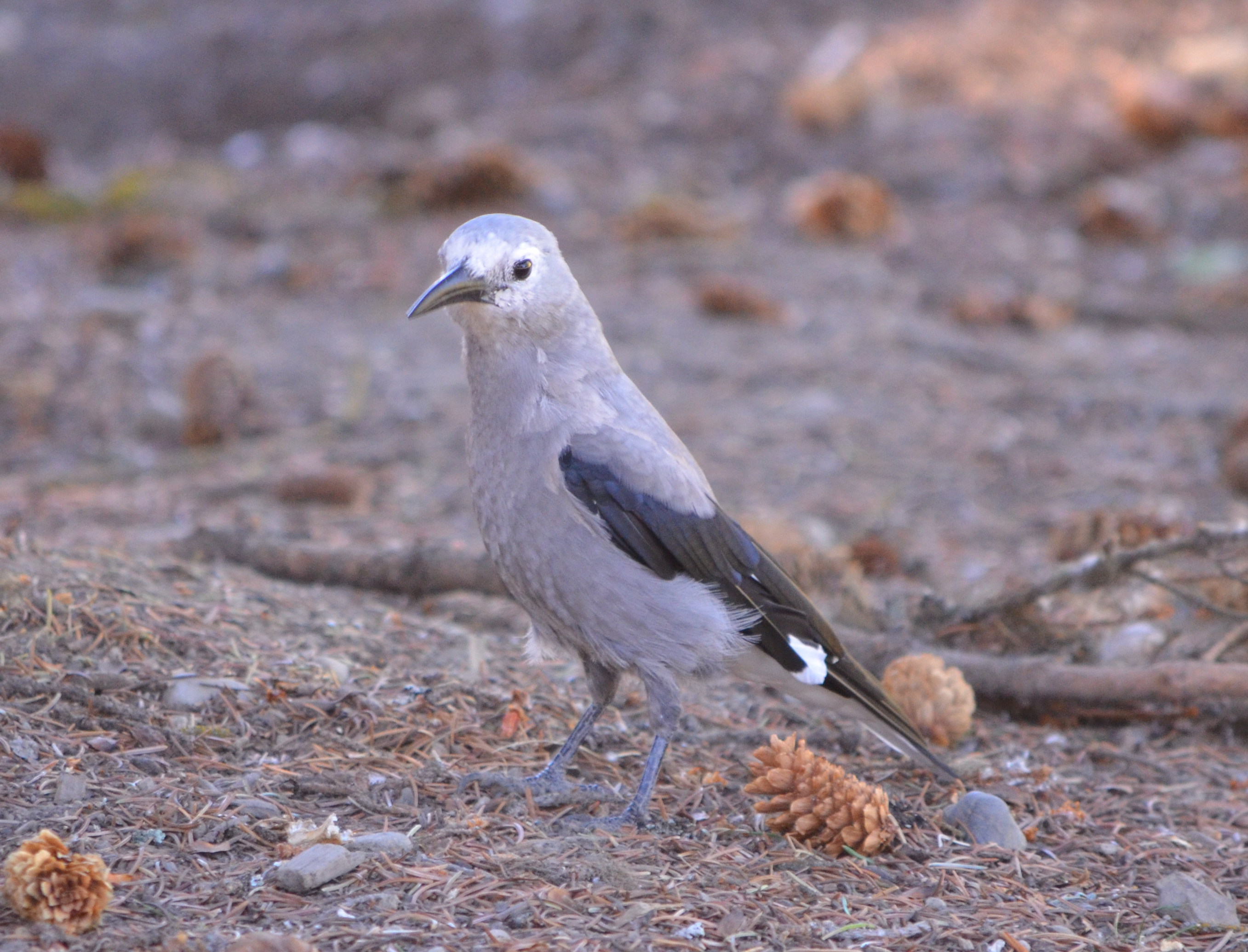 photos/wildlife/Bird_Species/184-Crows-Jays-Magpies/8372-Clarks_Nutcracker/DSC_0907_small.jpg