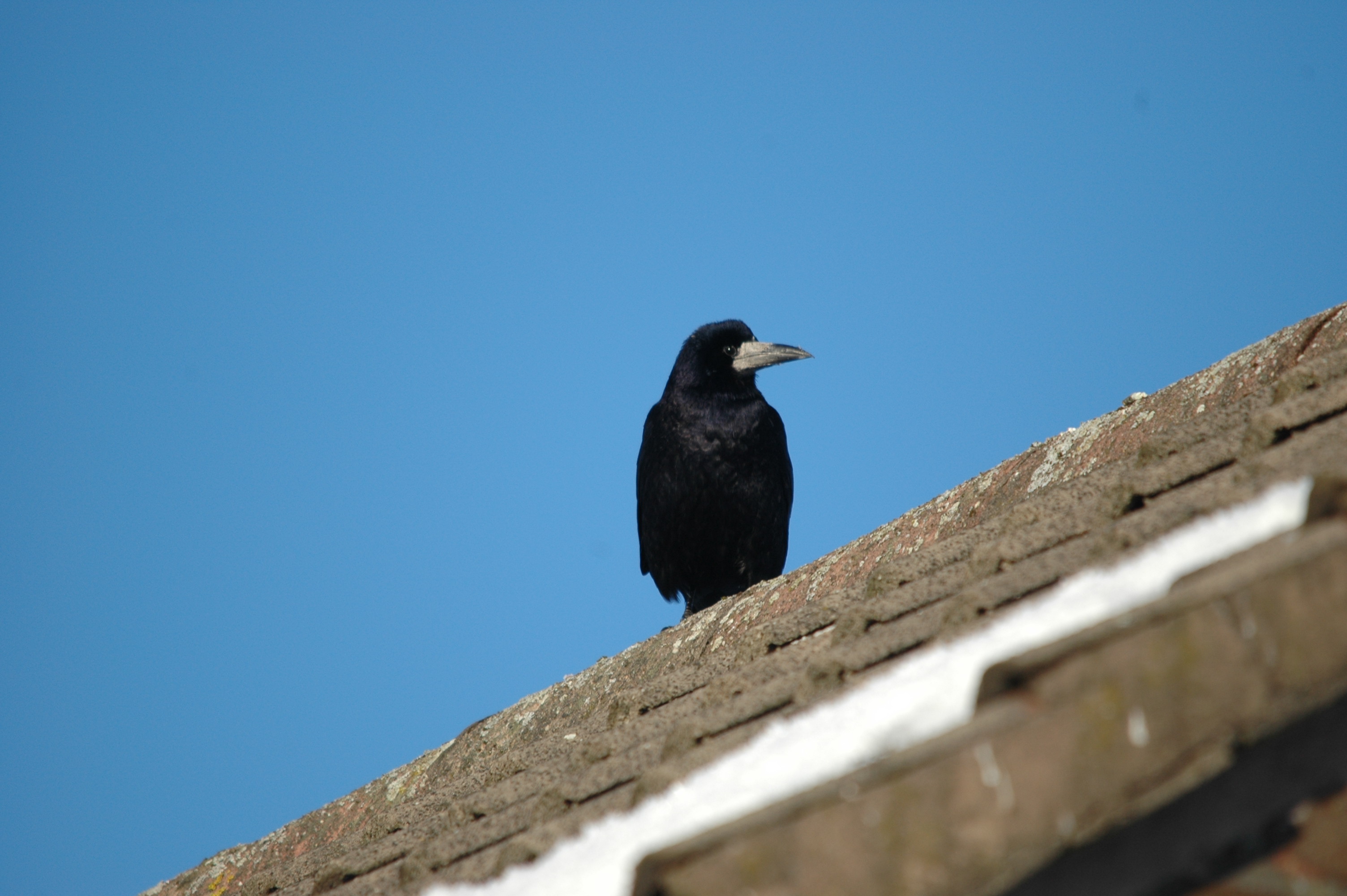 photos/wildlife/Bird_Species/184-Crows-Jays-Magpies/8395-Rook/DSC_4432.JPG