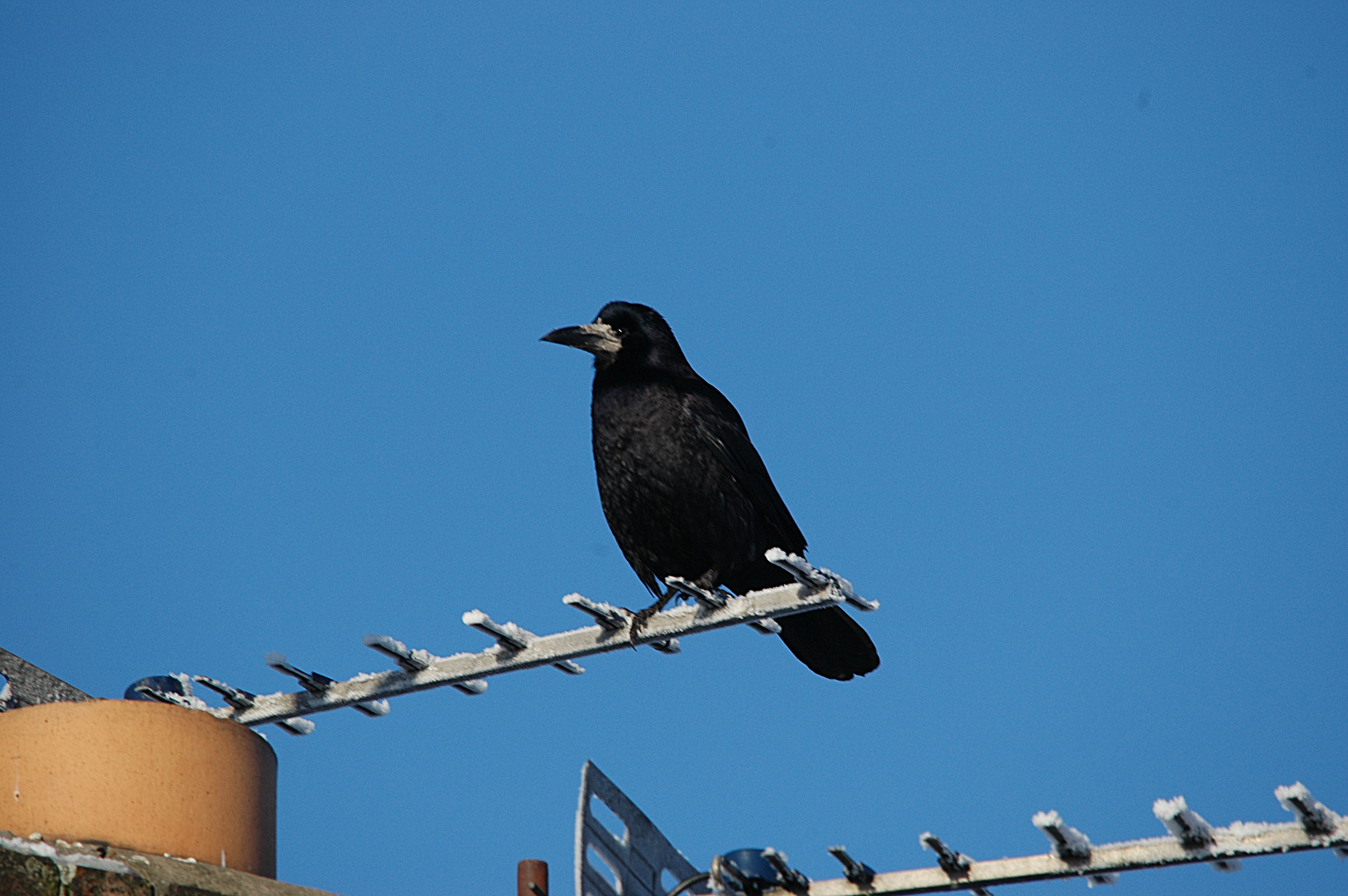 photos/wildlife/Bird_Species/184-Crows-Jays-Magpies/8395-Rook/DSC_4433.JPG