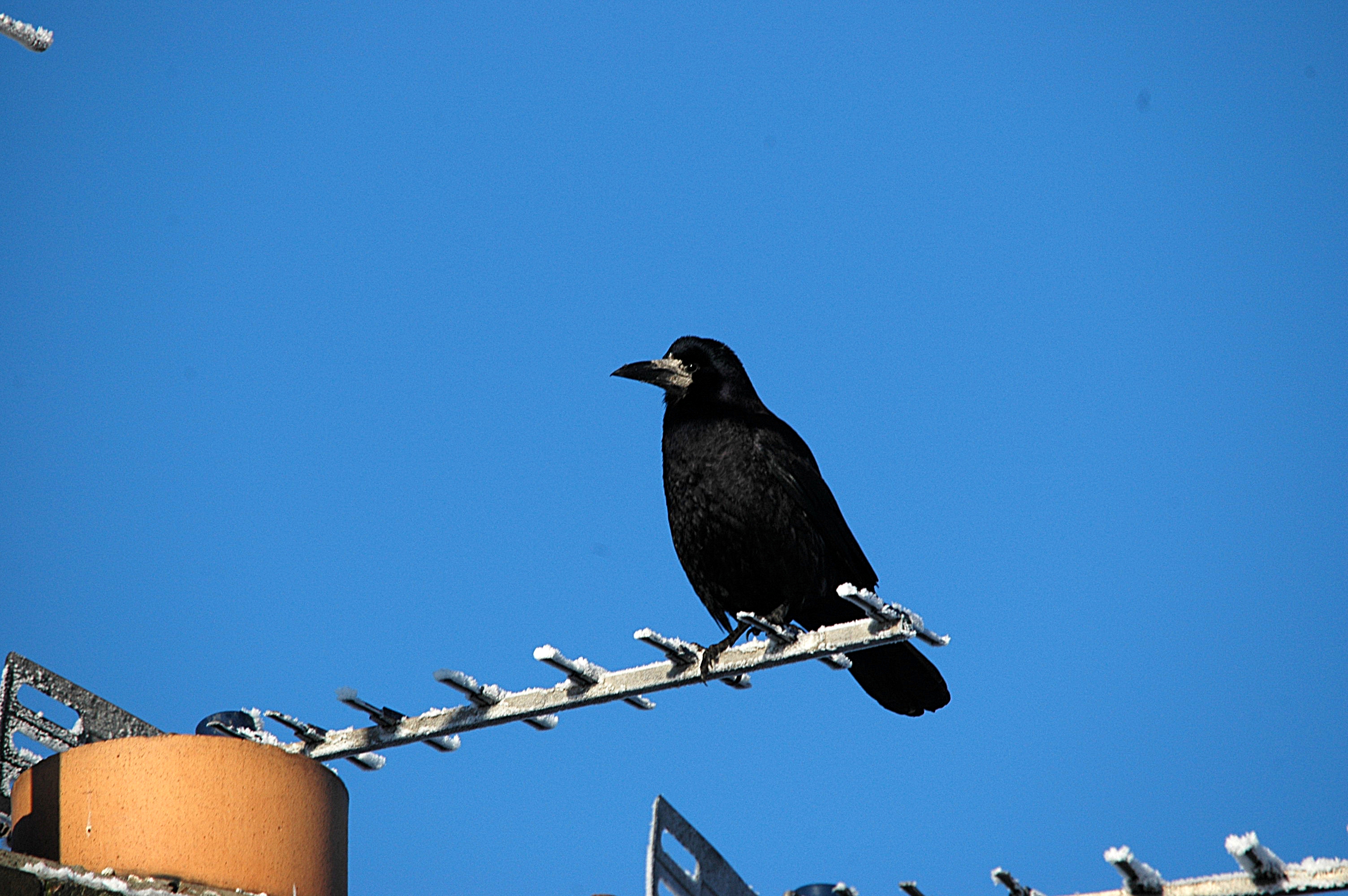 photos/wildlife/Bird_Species/184-Crows-Jays-Magpies/8395-Rook/DSC_4434.JPG