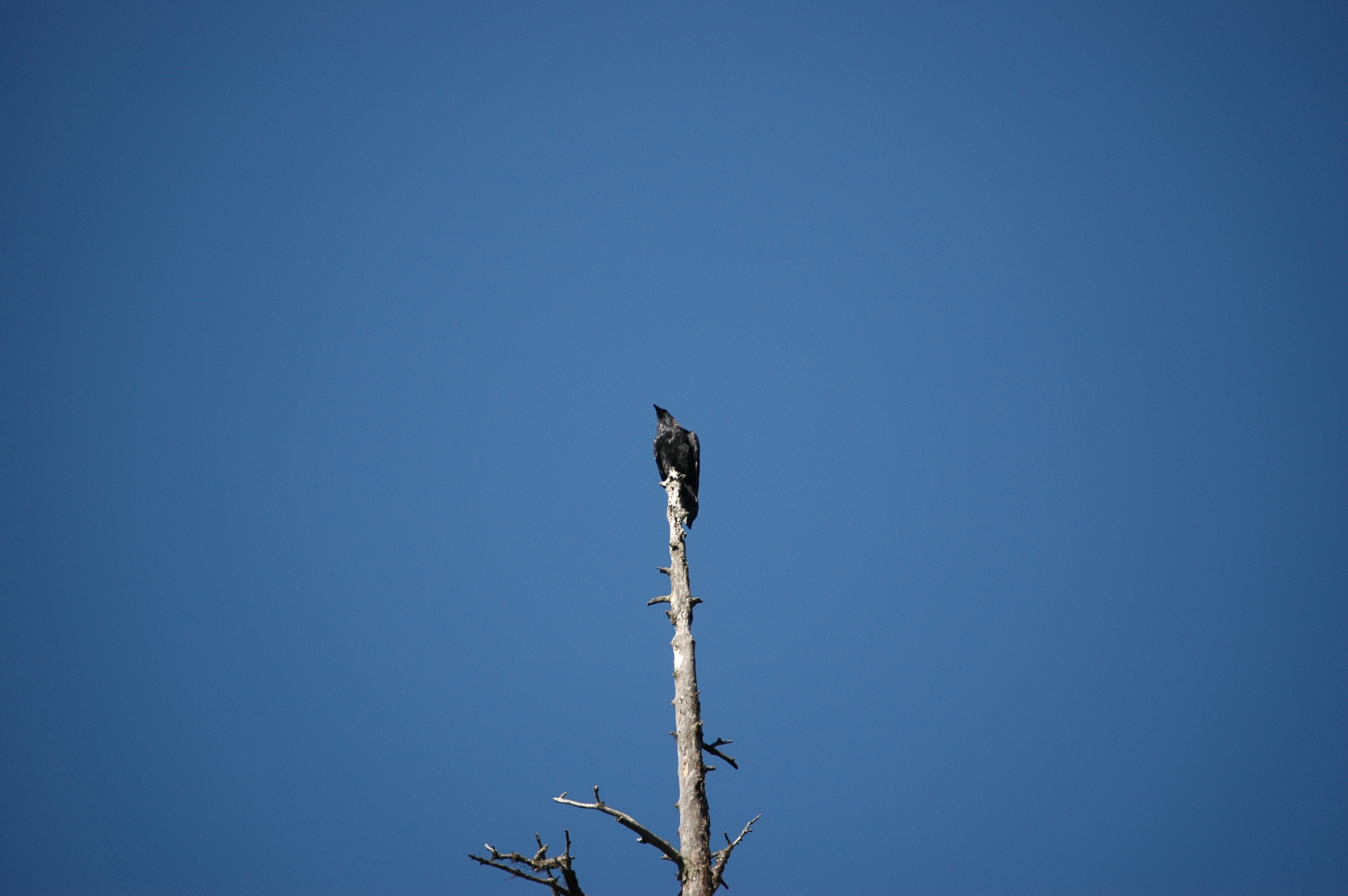photos/wildlife/Bird_Species/184-Crows-Jays-Magpies/8396-American_Crow/20070914-Canada-01.jpg