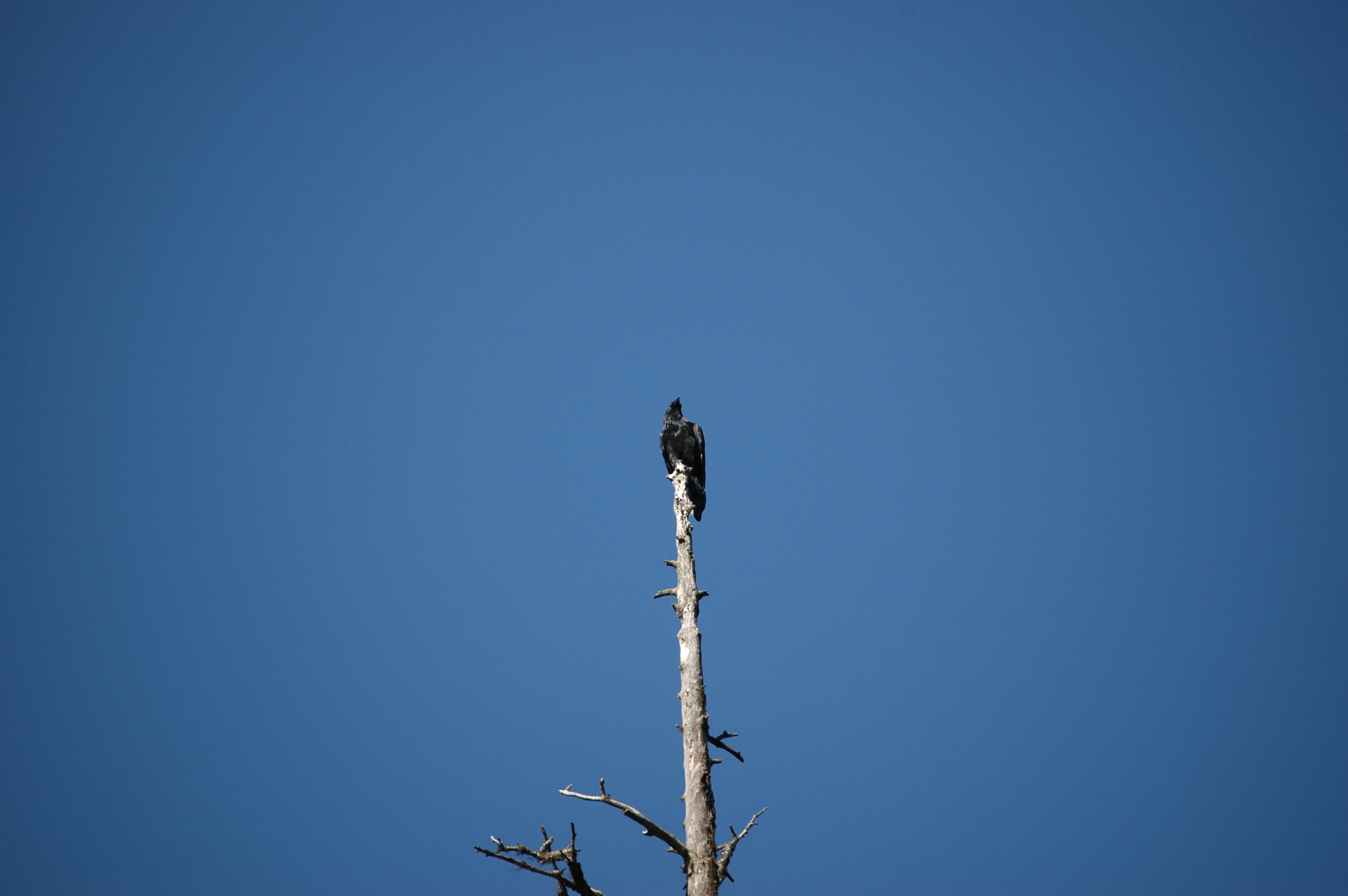 photos/wildlife/Bird_Species/184-Crows-Jays-Magpies/8396-American_Crow/20070914-Canada-02.jpg