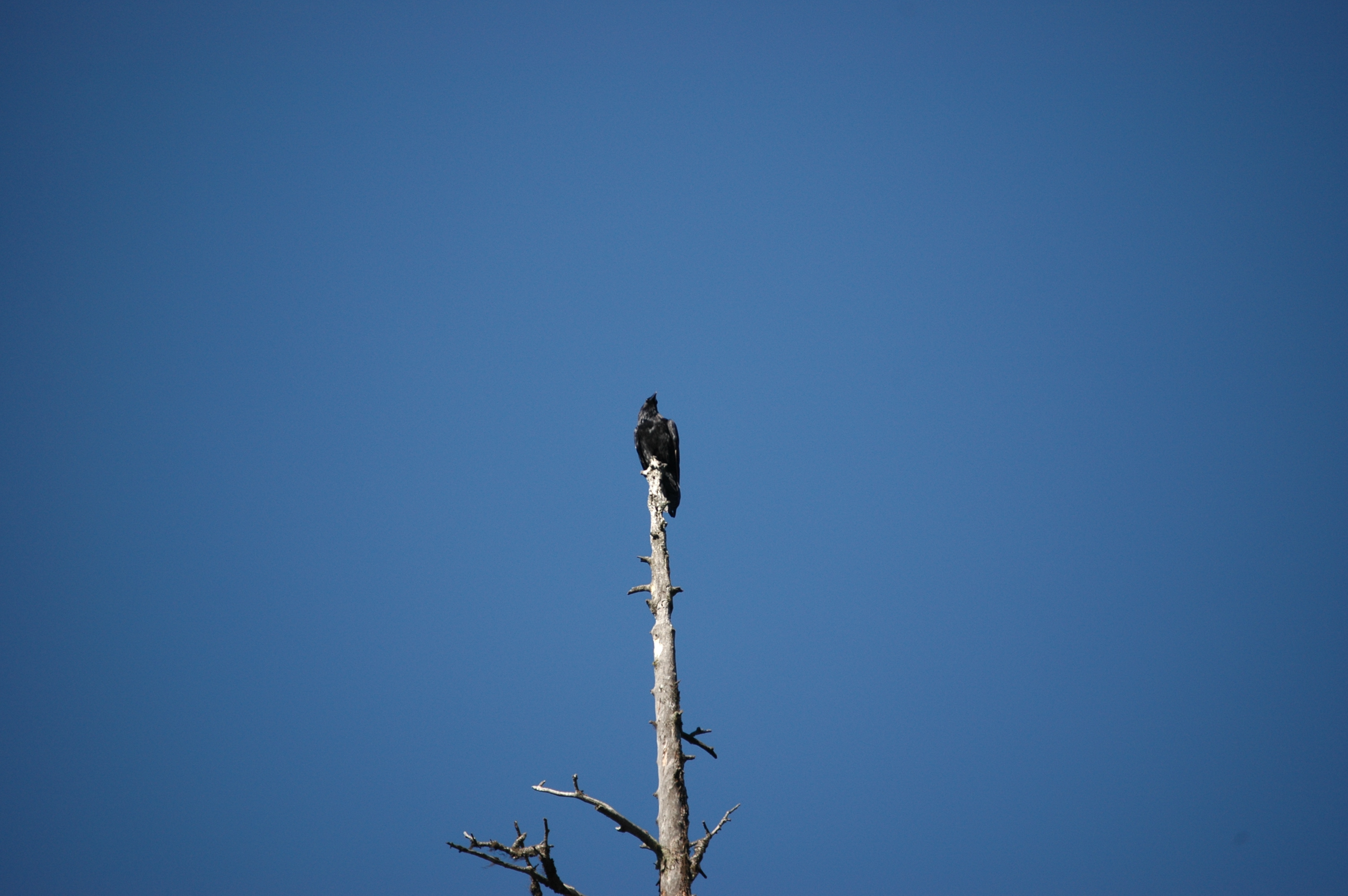 photos/wildlife/Bird_Species/184-Crows-Jays-Magpies/8396-American_Crow/20070914-Canada-03.jpg
