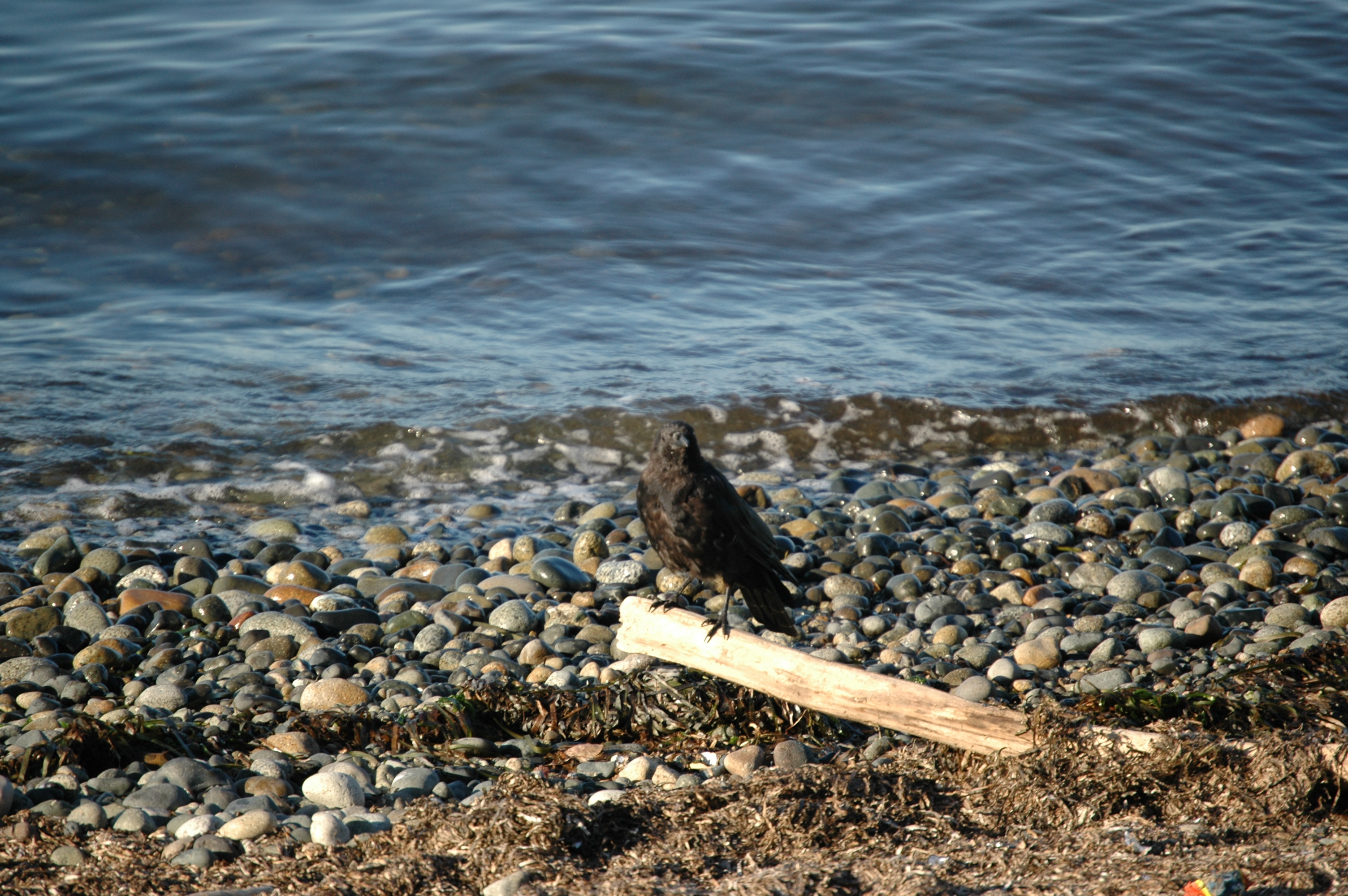 photos/wildlife/Bird_Species/184-Crows-Jays-Magpies/8396-American_Crow/20070921-Canada-01.jpg