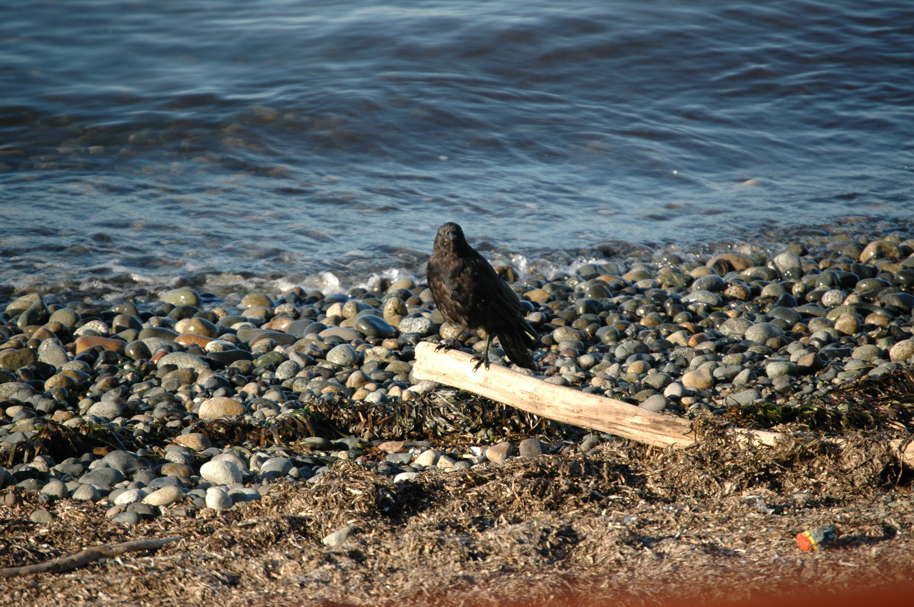 photos/wildlife/Bird_Species/184-Crows-Jays-Magpies/8396-American_Crow/20070921-Canada-02.jpg