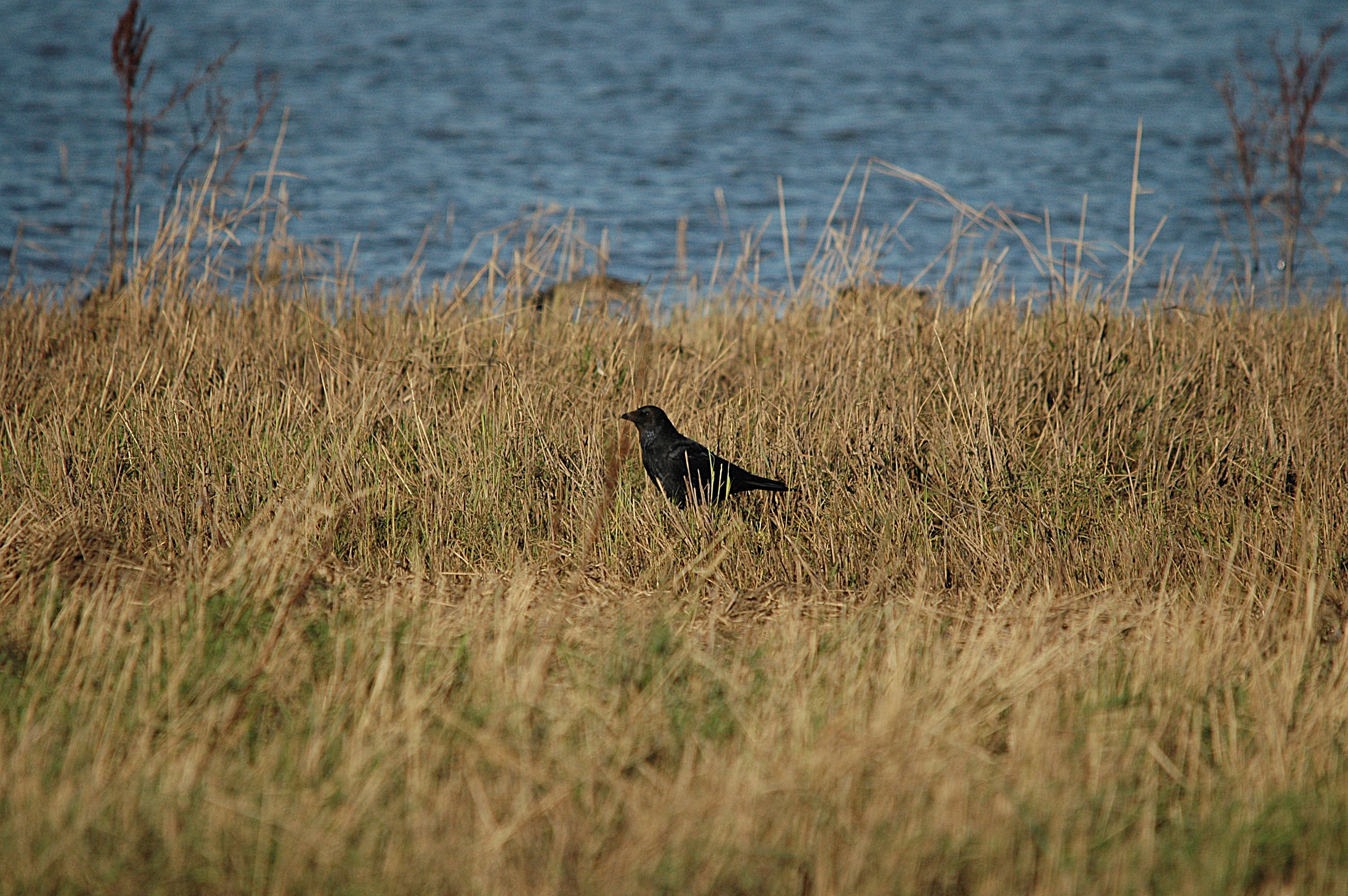 photos/wildlife/Bird_Species/184-Crows-Jays-Magpies/8405-Carrion_Crow/DSC_3691.JPG