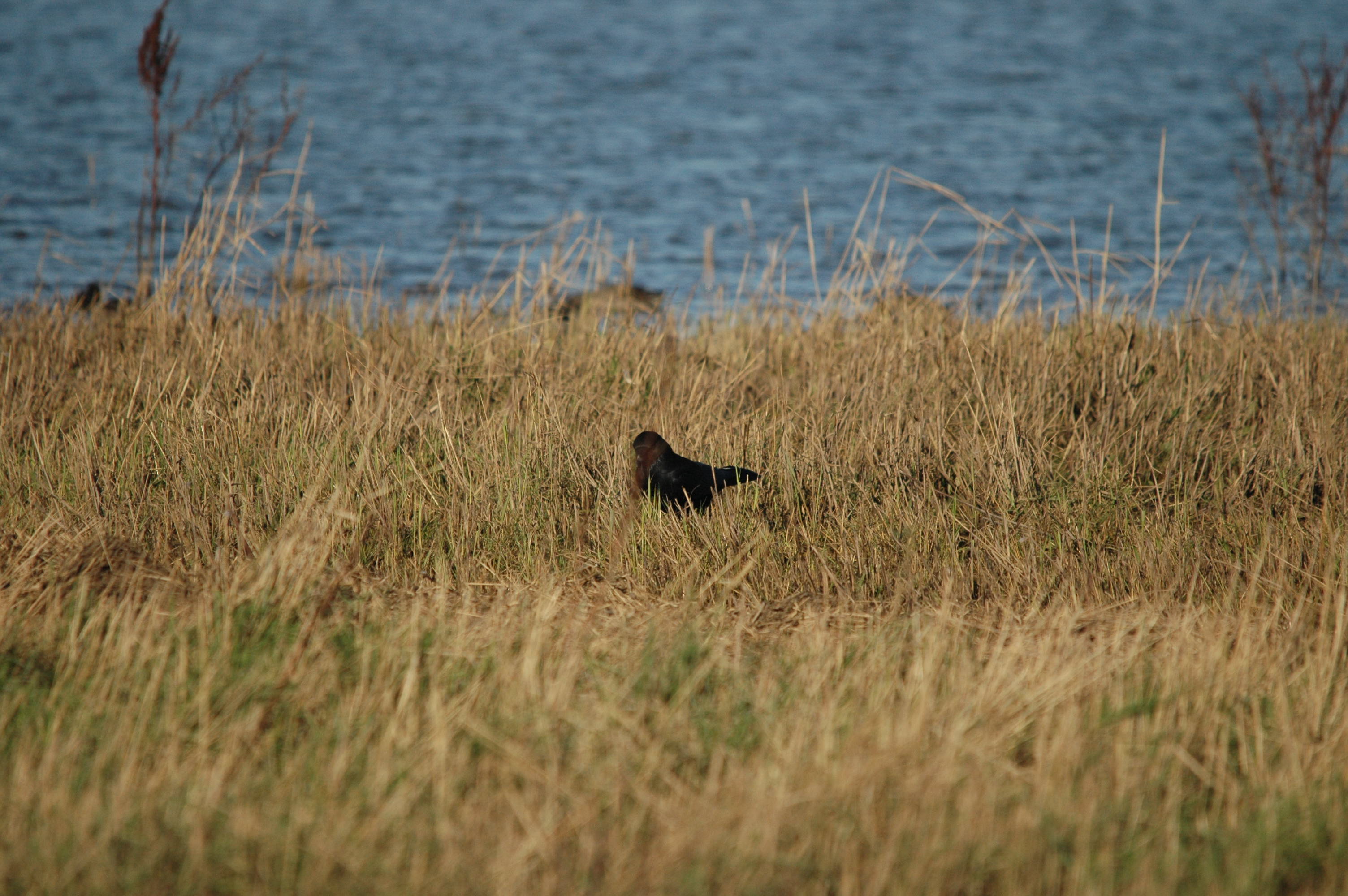 photos/wildlife/Bird_Species/184-Crows-Jays-Magpies/8405-Carrion_Crow/DSC_3692.JPG
