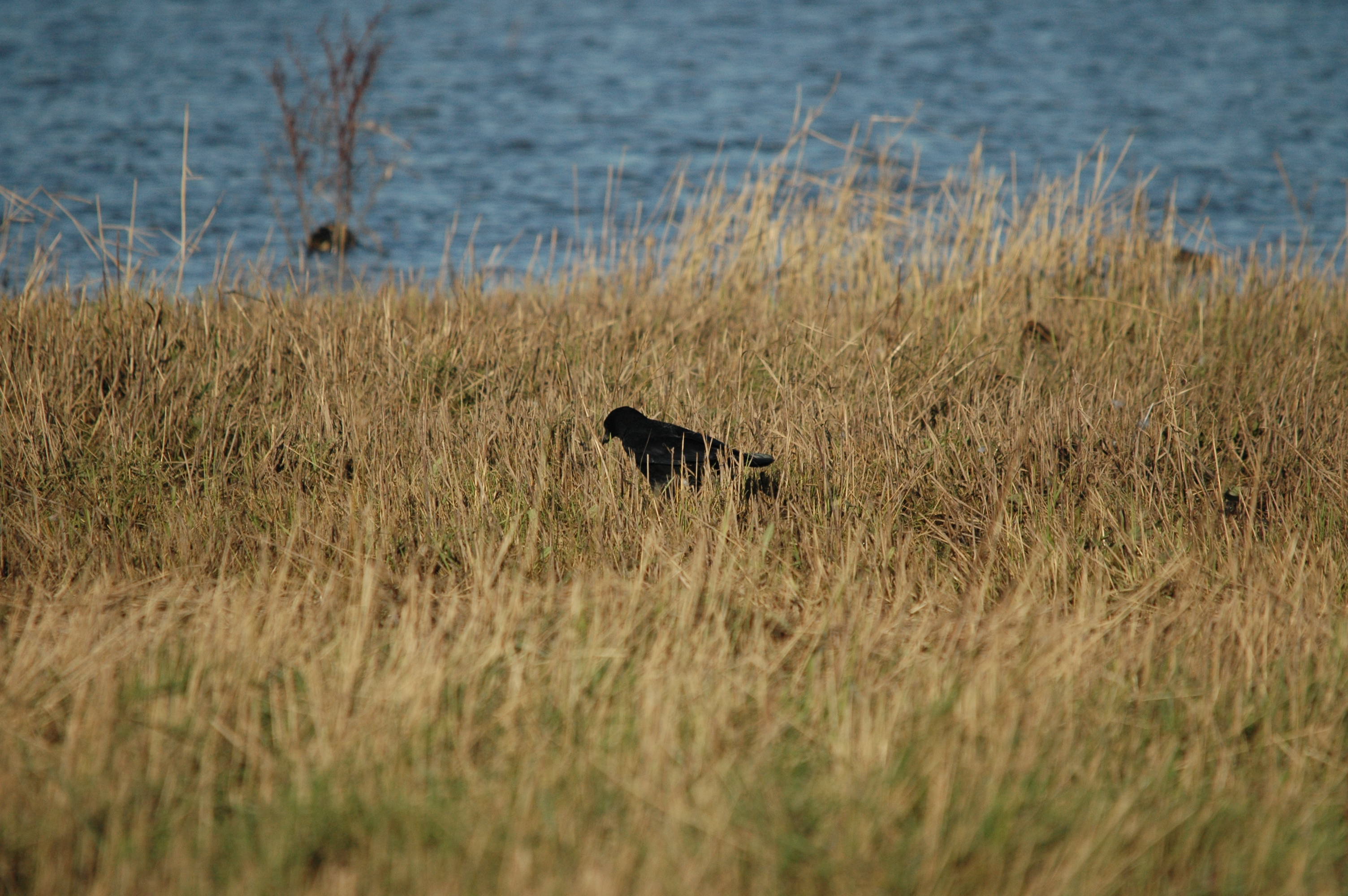 photos/wildlife/Bird_Species/184-Crows-Jays-Magpies/8405-Carrion_Crow/DSC_3693.JPG