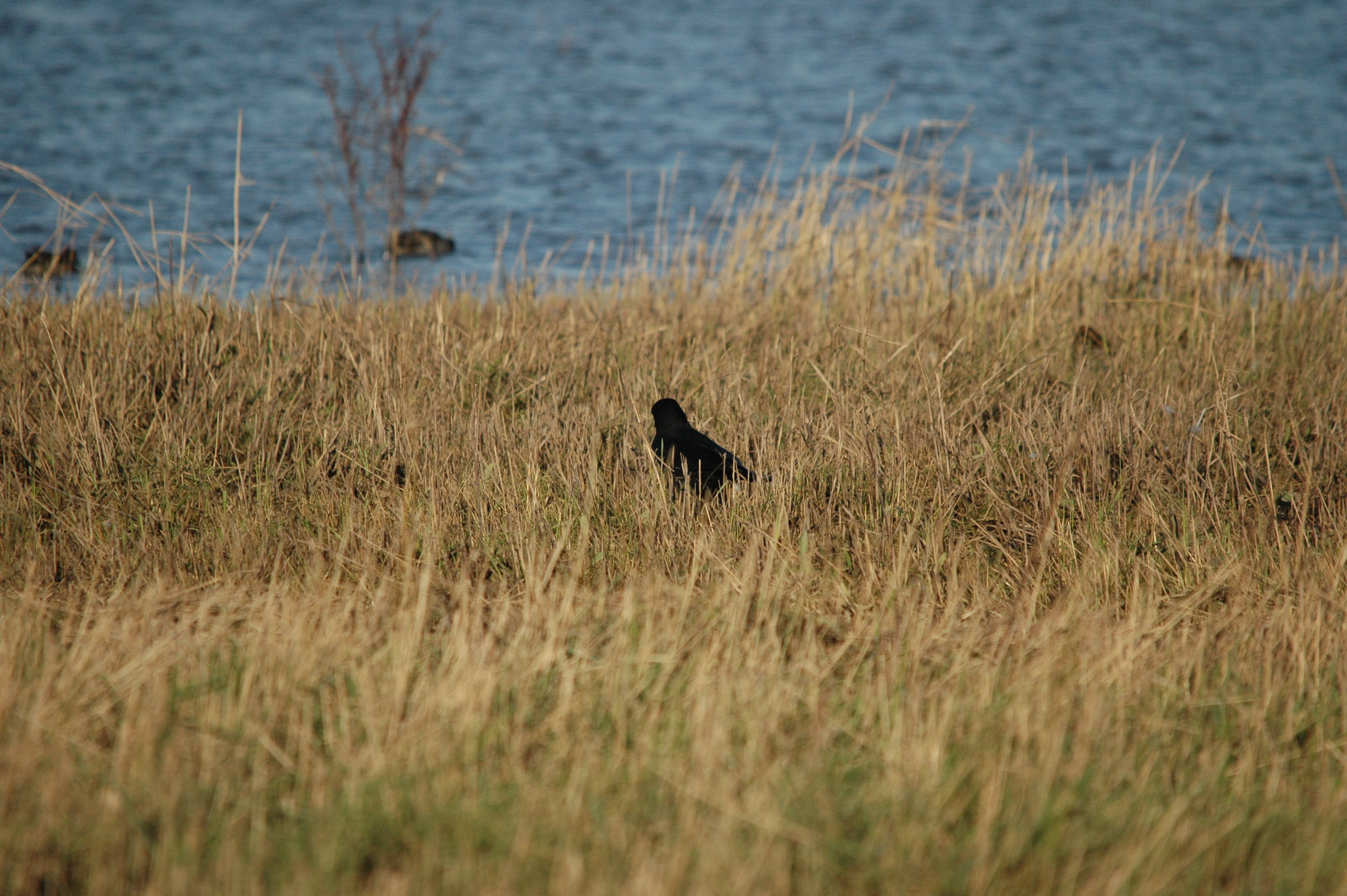 photos/wildlife/Bird_Species/184-Crows-Jays-Magpies/8405-Carrion_Crow/DSC_3694.JPG