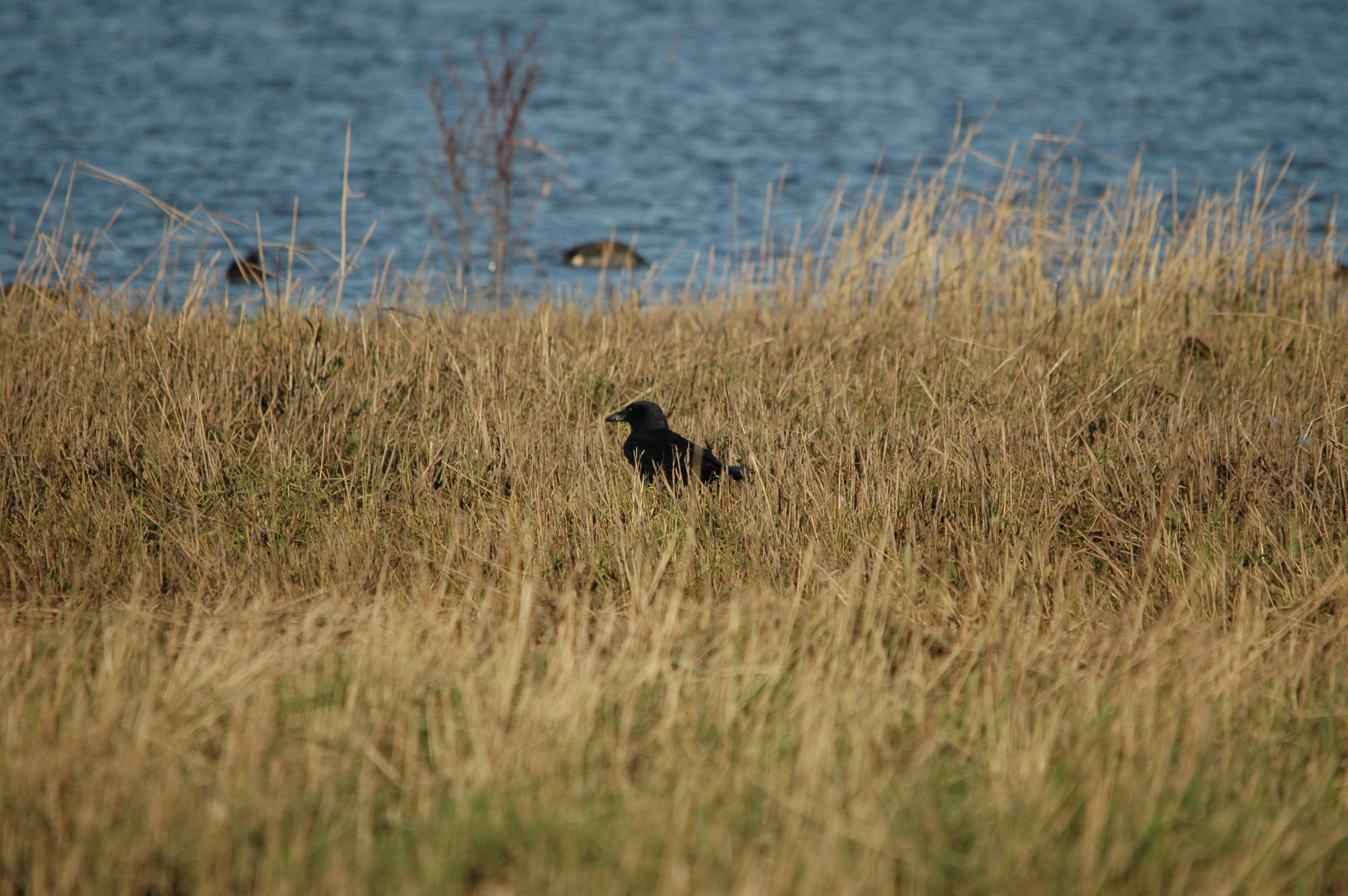 photos/wildlife/Bird_Species/184-Crows-Jays-Magpies/8405-Carrion_Crow/DSC_3695.JPG