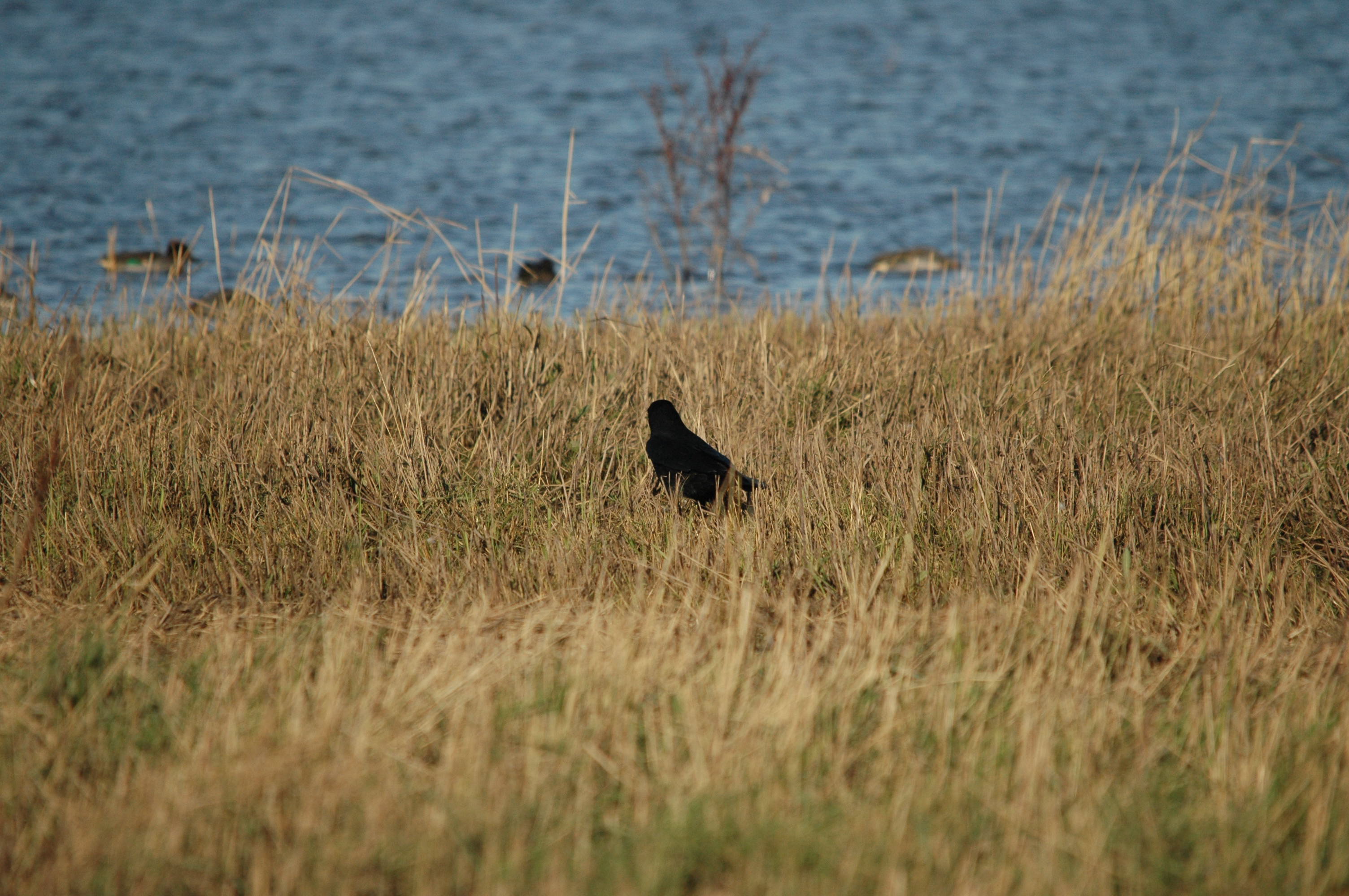 photos/wildlife/Bird_Species/184-Crows-Jays-Magpies/8405-Carrion_Crow/DSC_3696.JPG