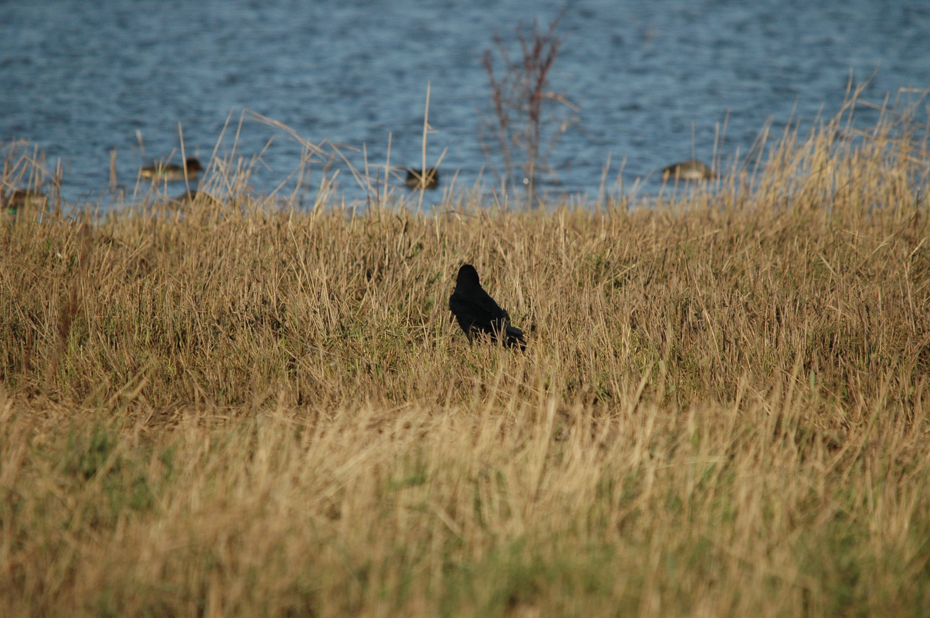 photos/wildlife/Bird_Species/184-Crows-Jays-Magpies/8405-Carrion_Crow/DSC_3697.JPG